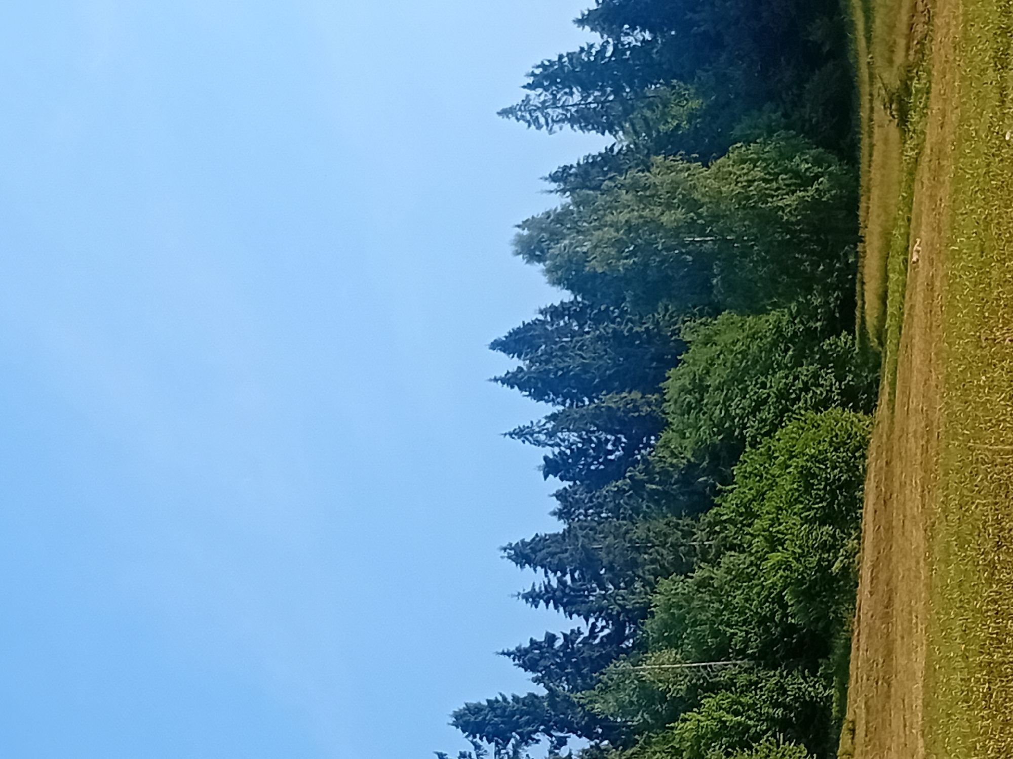 The image depicts a landscape scene with a clear blue sky above a dense line of evergreen trees and deciduous trees. In the foreground, a field of dry grass and some green vegetation is visible. The trees form a natural barrier, with some appearing taller and more pointed (likely pine or fir), while others have a fuller, rounder canopy. The field in the foreground is uneven and appears dry, with patches of green interspersed with brown. The overall impression is that of a rural or semi-natural environment under daylight. The location is Verkhniachka, Ukraine.
