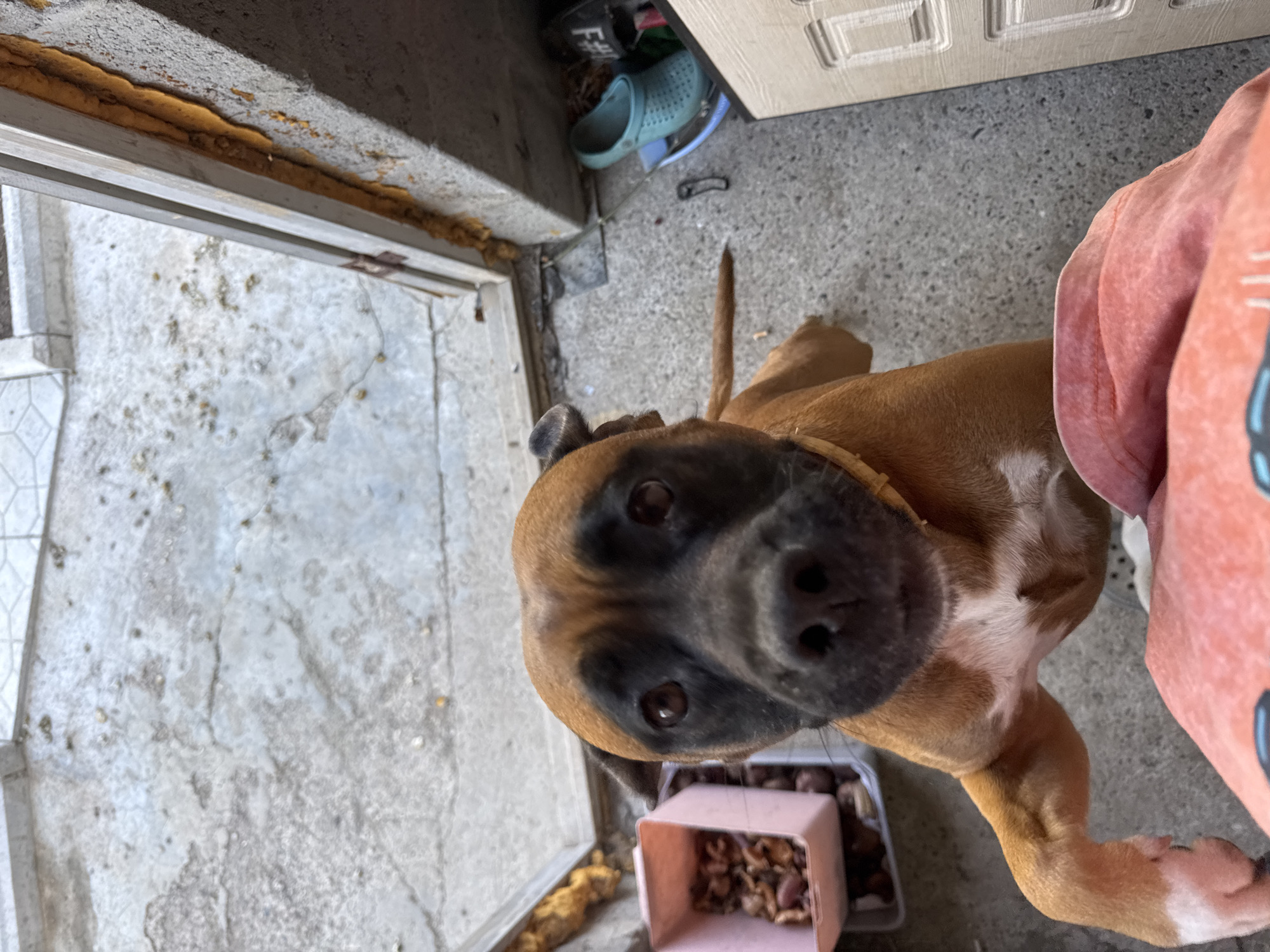 A close-up, high-angle shot depicts a brown boxer puppy with a black muzzle, looking directly at the camera. The puppy is standing on a concrete floor near a doorway. A pink container filled with brown objects is partially visible in the bottom left corner of the frame, close to the dog. The edge of a pink and white garment is visible on the right side of the image. A blue Croc shoe can be seen in the upper background. The location appears to be in a doorway, possibly in the city of Chaikovsky, Russia, though this can't be confirmed with the image alone.