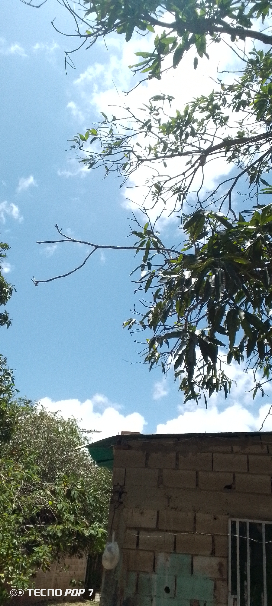 This image, taken in Altagracia, Venezuela, depicts an outdoor scene with a focus on the sky and overhead foliage. The sky is predominantly blue with scattered white clouds. Lush green leaves and branches from trees are visible in the upper portion of the frame, creating a canopy that partially obscures the sky. In the lower right quadrant, a section of a building is visible, constructed with light-colored bricks and featuring a green roof overhang. A window with a white metal grate is also present on the building. The overall impression is of a bright, sunny day.