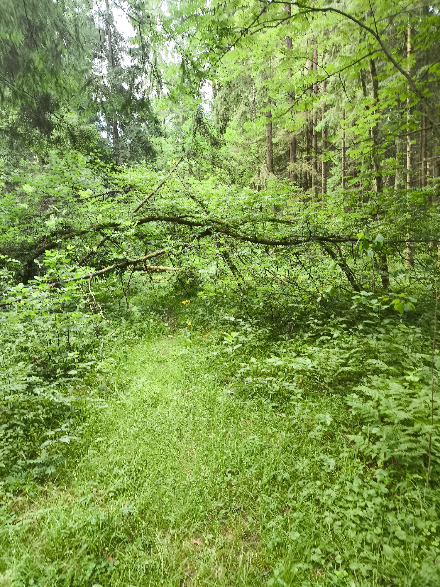 A sun-dappled forest floor is captured in this image, with a narrow, overgrown path winding through lush green vegetation. A fallen branch, thick with leaves and moss, arches over the path, creating a natural tunnel. The surrounding trees are tall and slender, with their branches forming a dense canopy that filters the sunlight. The scene is rich with life, with various types of ferns and other plants creating a vibrant tapestry of green. Two small yellow flowers peek out from the foliage, adding a touch of color to the otherwise monochromatic landscape. The overall impression is one of natural beauty and tranquility, a hidden gem nestled within the heart of the forest.
