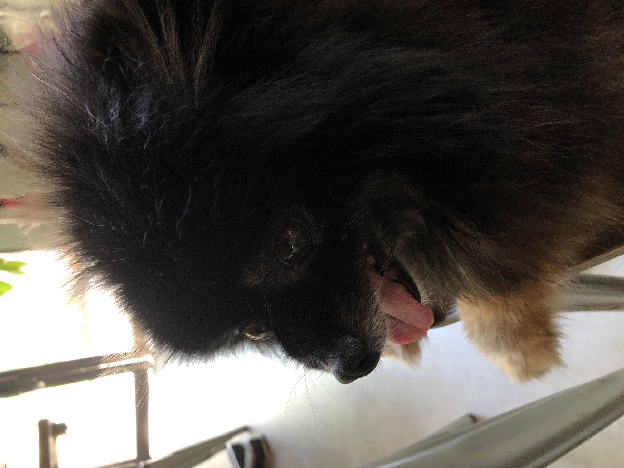 A fluffy black dog with tan fur accents is perched on a chair, its head turned to the left with its pink tongue slightly extended. The dog's eyes are brown and alert. The background shows a bright, sunlit area with what appears to be a window or doorway, and a hint of green foliage in the upper right corner. The overall setting suggests an indoor space with natural light.