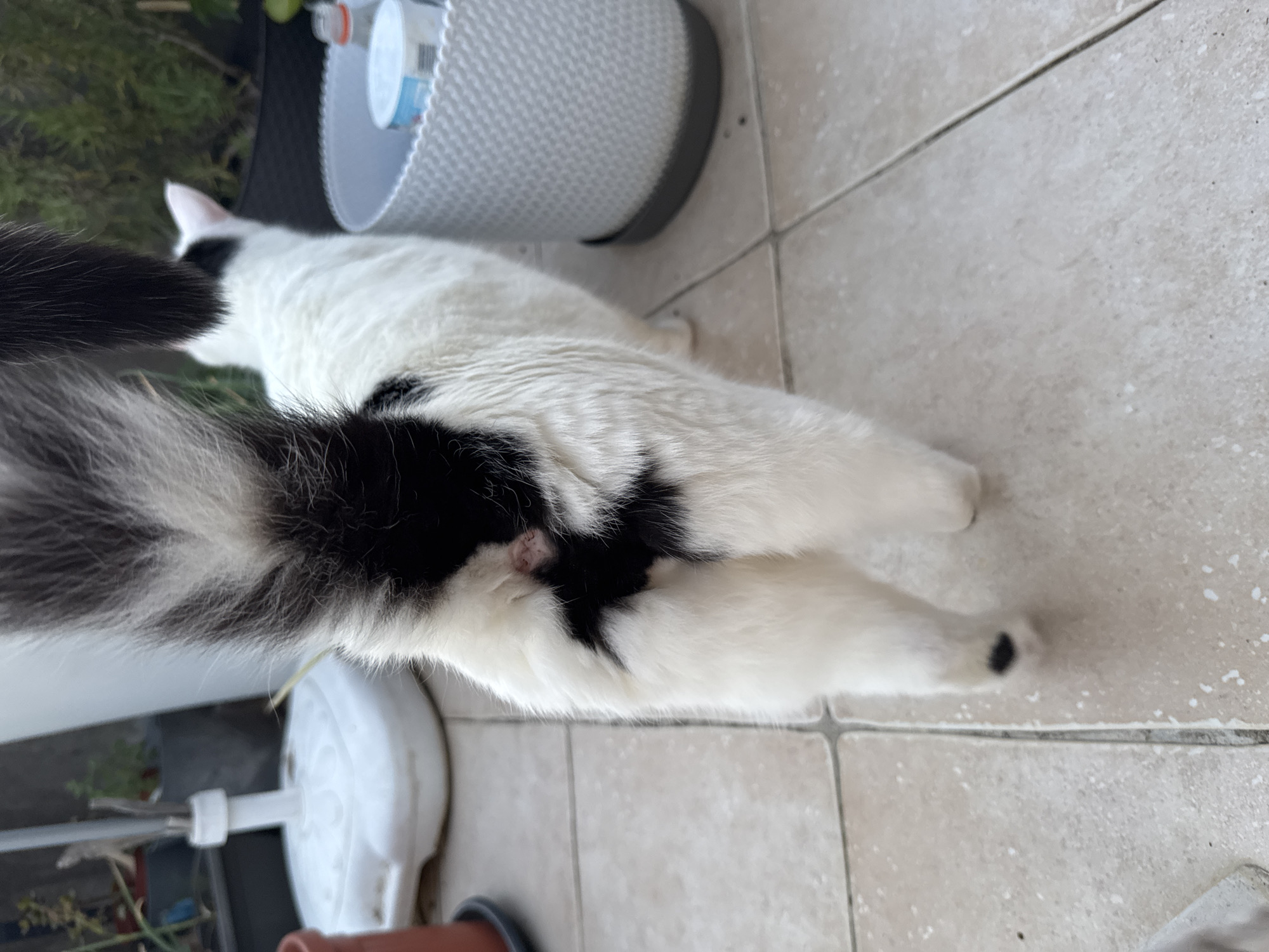 A close-up, rear-view shot shows a black and white cat standing on a tiled patio. The cat's tail is bushy and striped black and white. The cat's hindquarters are visible, with black fur patches on its white coat. The tiled patio appears to be outdoors, possibly on a balcony or terrace, given the presence of potted plants and a white plastic base for an umbrella or similar object in the background. The area is well-lit, suggesting daylight. The image does not contain any identifiable landmarks or specific features that would allow for precise location identification within the city of Tivat, Montenegro.