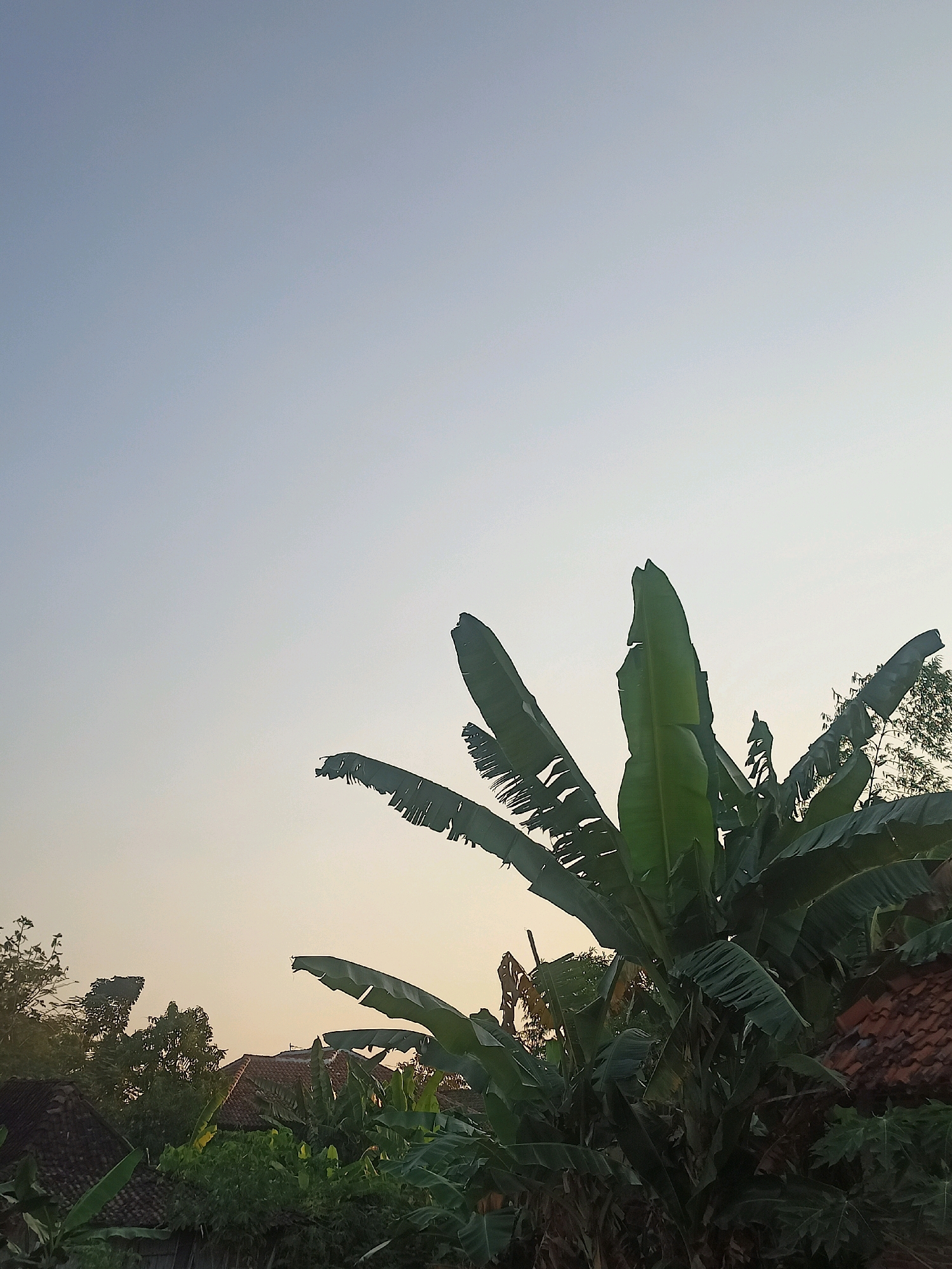 This is a photograph taken from a low angle, looking up at a clear, pale blue sky that transitions to a light yellow hue near the horizon. Dominating the right side of the frame are the large, green leaves of a banana tree, some of which are tattered and torn. The background reveals the rooftops of houses with reddish-brown tiles, interspersed with lush green foliage and trees, suggesting a rural or suburban environment. To the left, more houses and dense vegetation are visible. The scene appears to be set in the city of Karangtalun, Indonesia, likely during the early morning or late afternoon, given the soft, diffused light. There are no people or animals present in the image.