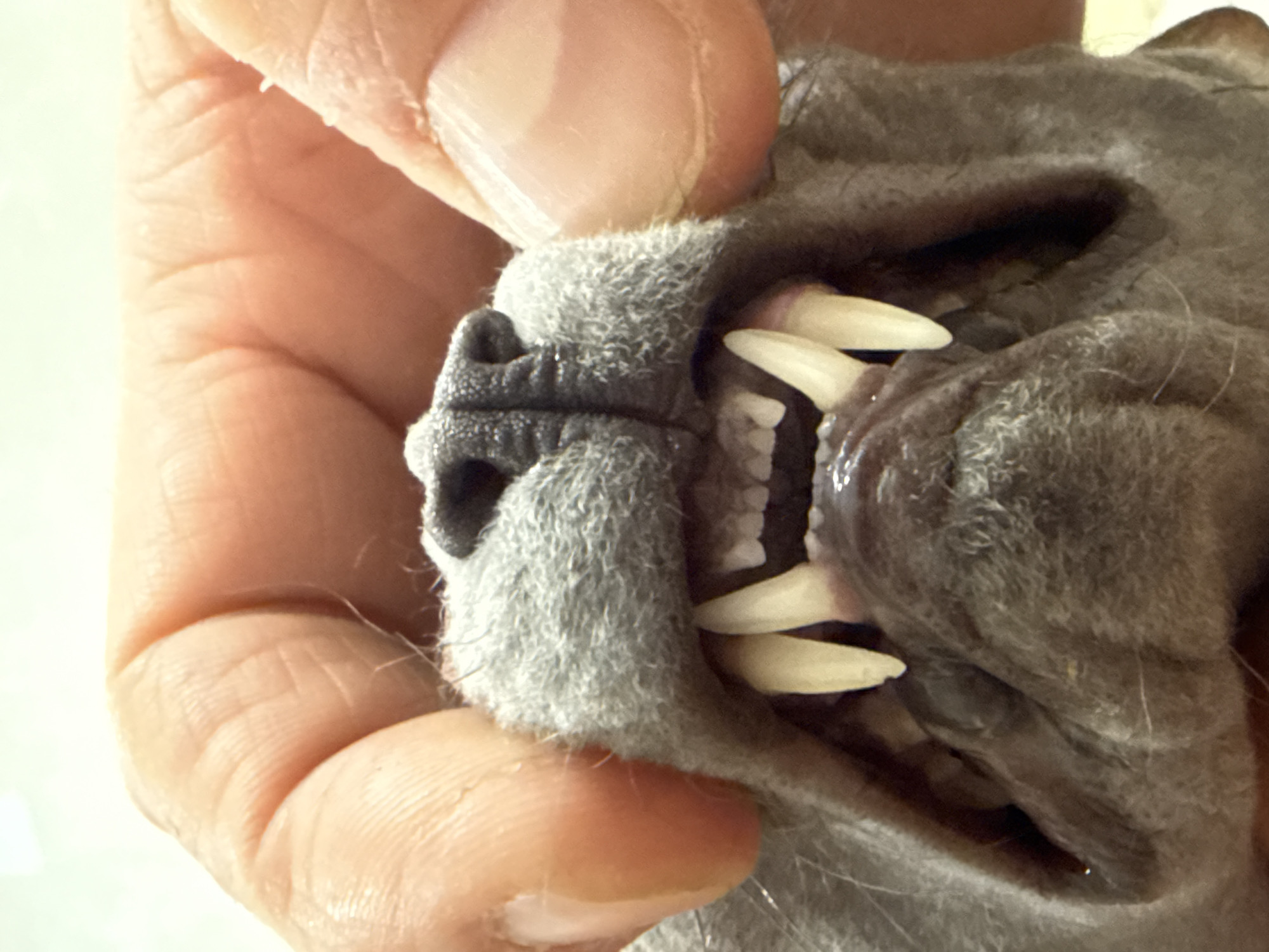A close-up, high-resolution image captures a human hand gently holding open the mouth of an animal, likely a dog. The human hand, with visible skin texture, wrinkles, and fingernails on the thumb and fingers, occupies the left and upper parts of the frame.
The animal's muzzle, covered in short, dense grey fur, is prominent on the right side. Its dark, textured nose with visible nostrils is seen on the upper left of its snout. The human's fingers are pulling back the animal's jowls, revealing its teeth and inner mouth. Four sharp, yellowish-white canine teeth are clearly visible – two in the upper jaw and two in the lower jaw. Behind these, smaller, white incisors and molars can be seen. The gums appear healthy and pink.
The lighting is bright and diffused, suggesting an indoor setting or a well-lit environment. The image focuses intently on the interaction and the anatomical details of the animal's mouth. No specific location cues, weather conditions, or visible text are present in the frame. The scene depicts a moment of examination or interaction between a human and the animal.