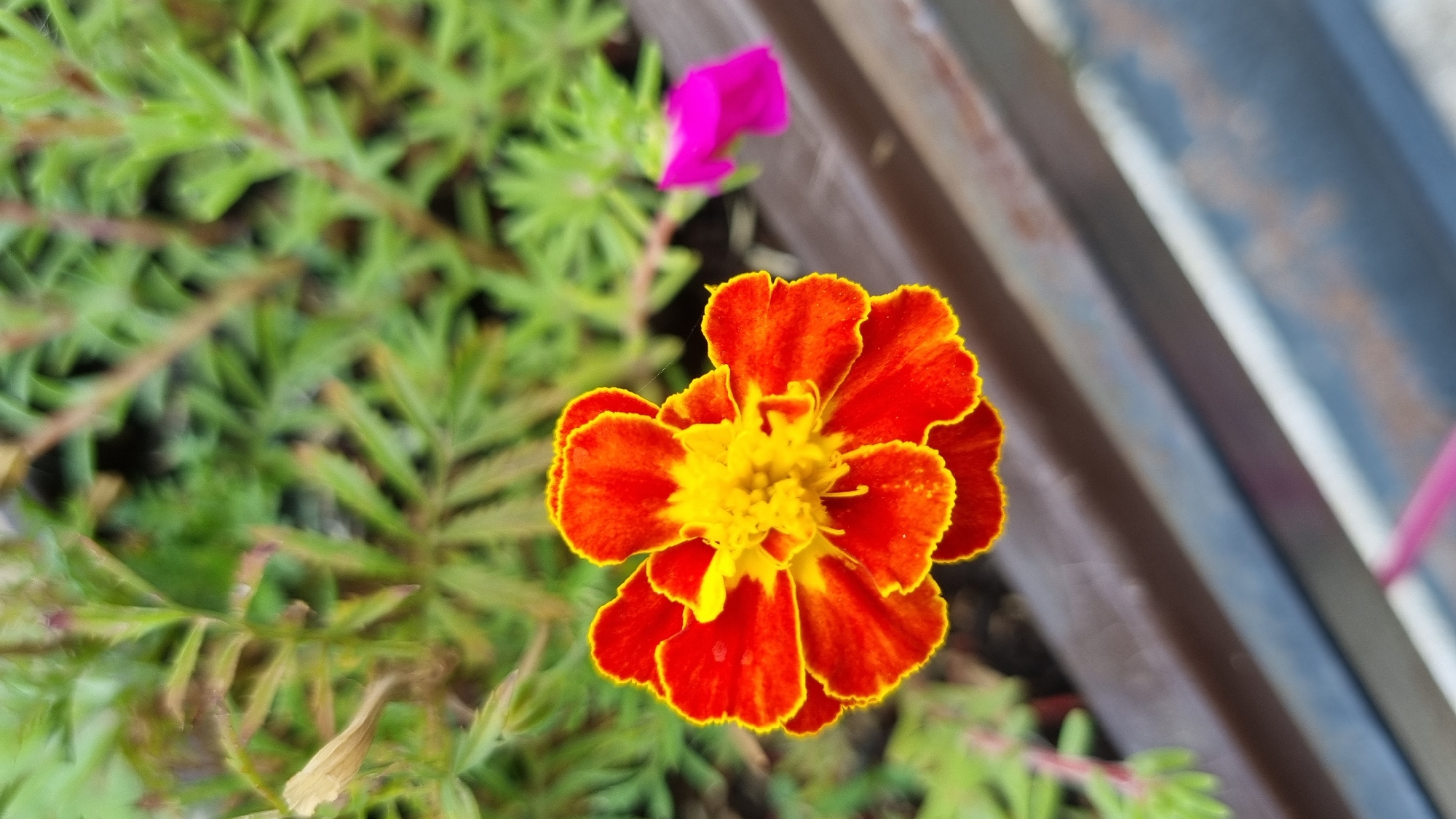 A close-up, high-angle shot showcases a single marigold flower with vibrant orange and yellow petals, its ruffled edges outlined in a thin yellow border. The flower's center is a bright yellow, composed of many small florets. The marigold is positioned in the foreground, with lush green foliage filling the background. To the right, a blurred pink flower is visible. The scene appears to be in an outdoor setting, possibly a garden or planter box, with a brown ledge or border running diagonally across the bottom half of the image. The lighting suggests it is daytime. The image does not contain any people or specific landmarks that would indicate its location in Berehove, Ukraine.