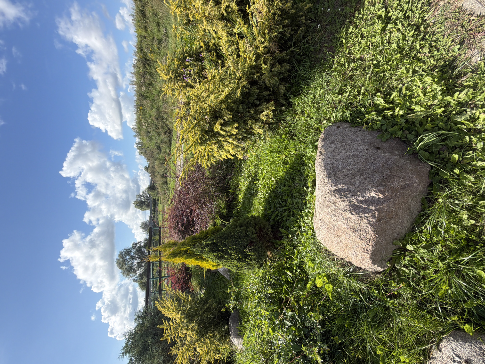 In an outdoor scene with a bright blue sky dotted with white, fluffy clouds, a garden bed is displayed. The foreground features a large, light brown boulder situated amidst vibrant green grass and smaller plants. Behind the boulder, a conifer tree with a conical shape and bright green needles stands tall, flanked by shrubs with yellow-green foliage on its left and red-brown foliage on its right. Further back, a metal fence with green posts and darker horizontal bars runs across the landscape, partially obscured by vegetation. Beyond the fence, a gently sloping hill covered in grass and wild plants rises towards the horizon. The overall impression is a sunny day in a well-maintained garden or park area. The location is identified as Konstantinovka, Russia.
