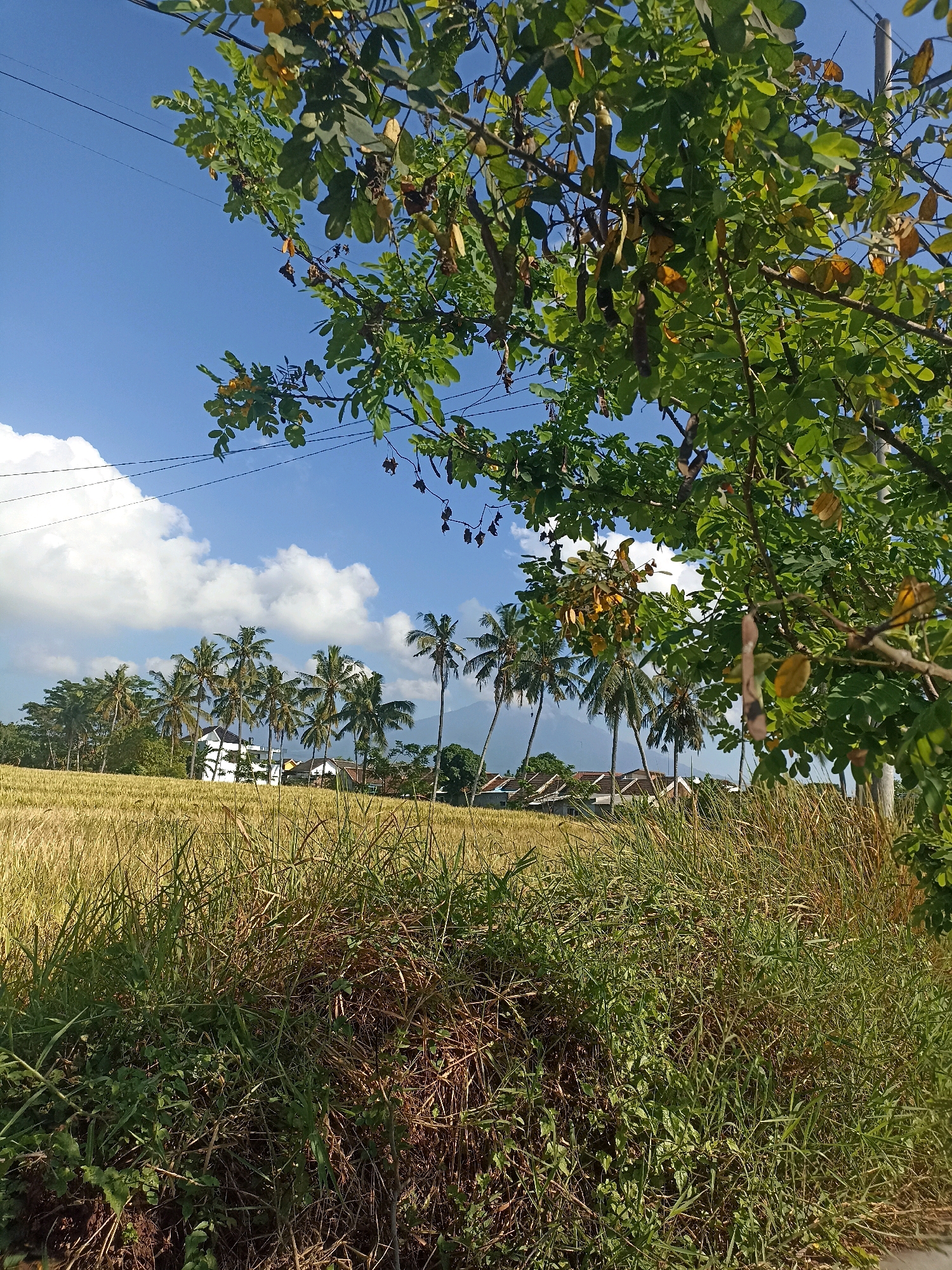 The image depicts a rural scene in Mojopanggung, Indonesia, under a clear blue sky with scattered white clouds. In the foreground, dense green and brown grasses and vegetation are visible. Beyond the grasses, a golden field, likely rice paddies, stretches towards a line of palm trees. Behind the palm trees, several houses with white walls and brown roofs are situated, and in the distance, a mountain range is faintly visible. A large tree with green leaves and seed pods hangs into the frame from the upper right. Electrical wires crisscross the sky.