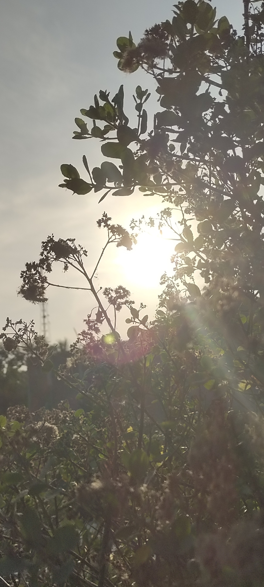 The image captures a bright, sunny scene in Lhokseumawe, Indonesia. Vegetation, including trees and flowering plants, is prominent, with the sun positioned behind them, creating a silhouette effect. The sunlight streams through the branches and leaves, producing lens flares and highlights on the foliage. The sky is visible in the background, appearing bright and hazy. The overall setting suggests a natural or semi-natural environment within the urban area of Lhokseumawe.