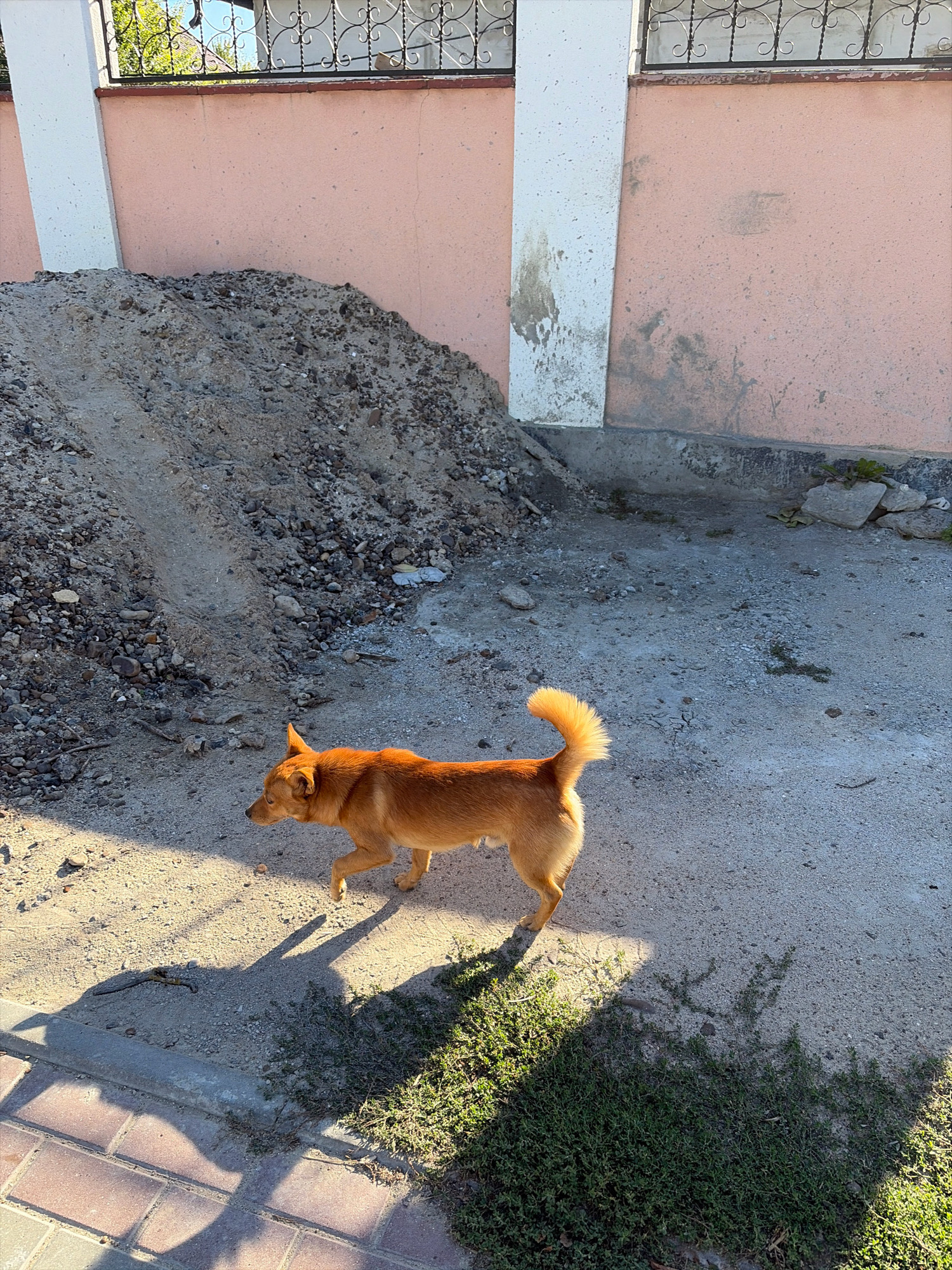 An outdoor, eye-level, medium shot captures a medium-sized, reddish-brown dog walking from left to right across a gravelly, dirt area. The dog's tail is curled upwards and is illuminated by sunlight, casting a distinct shadow on the ground. To the left and behind the dog is a large pile of dirt and rocks, likely debris from construction. A light pink wall with white pillars and a decorative metal fence is visible in the background. The ground in front of the dog transitions to a paved area with red bricks. The scene appears to be in a construction or backyard area.