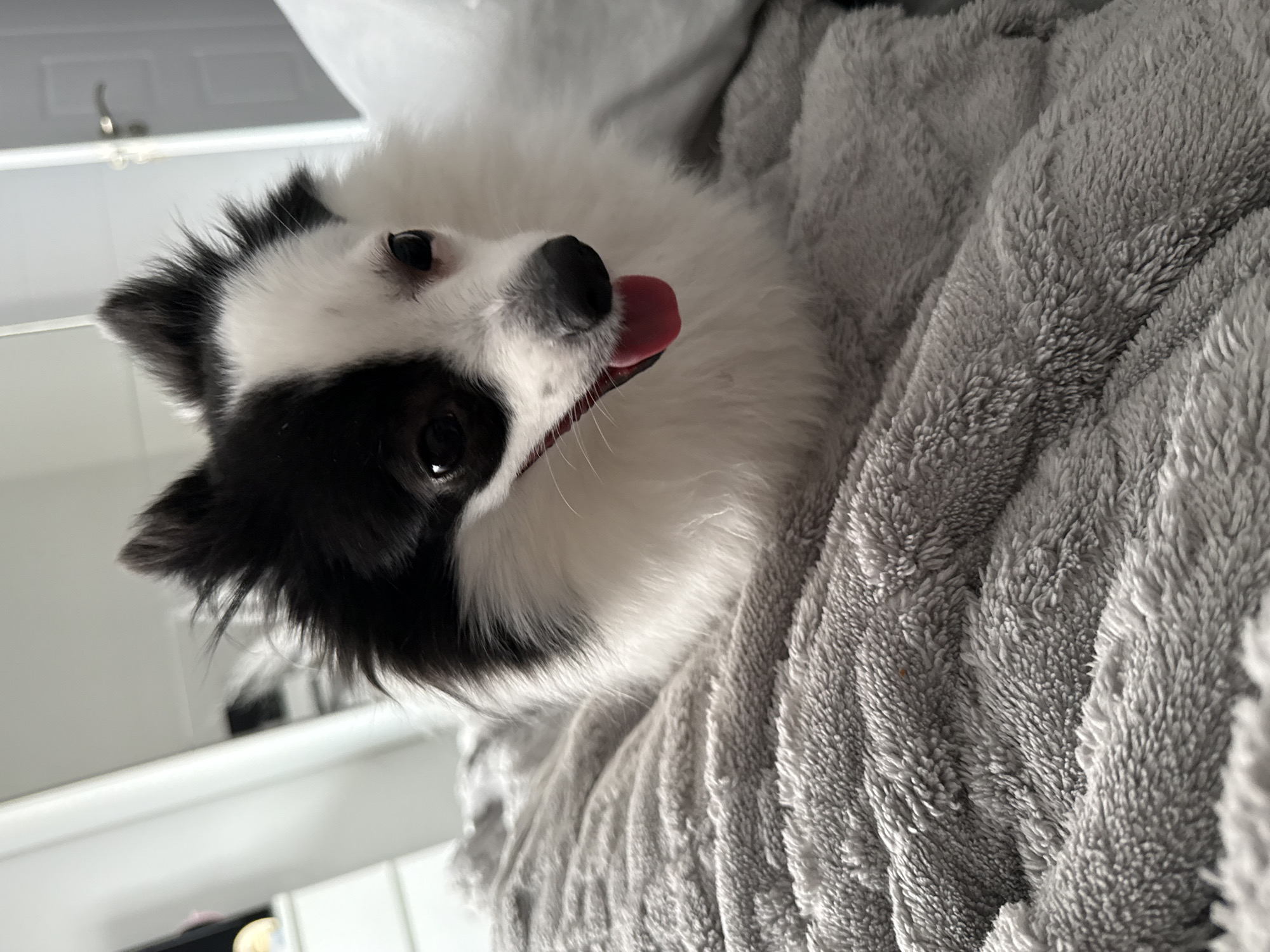 A black and white dog lies on a gray, plush blanket. The dog is panting with its tongue visible. In the background, a portion of a white wall and a silver faucet are visible. The location of the image is not specified, and there is no indication of the location in the city of Stara Zagora, Bulgaria.