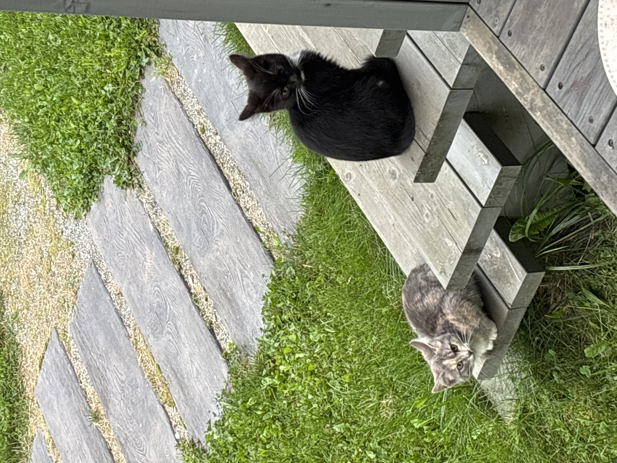 Two kittens are on a wooden outdoor staircase adjacent to a grassy area with a pathway of gray stepping stones. The kitten on the left is calico-colored and lying down, facing forward. The kitten on the right is black and white and sitting upright, facing to the left. The environment appears to be a domestic setting in Zvenigorod, Russia.