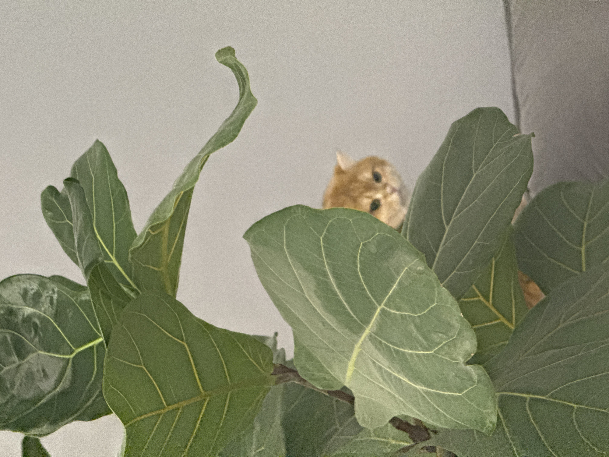 A ginger cat is peeking over the top of a leafy green houseplant. The cat's face is mostly visible, looking towards the camera, while its body is obscured by the plant's leaves. The leaves are large and textured with visible veins. The background is a plain light grey/white, possibly a wall. The location of Молодёжный, Russia is not discernible from the image.