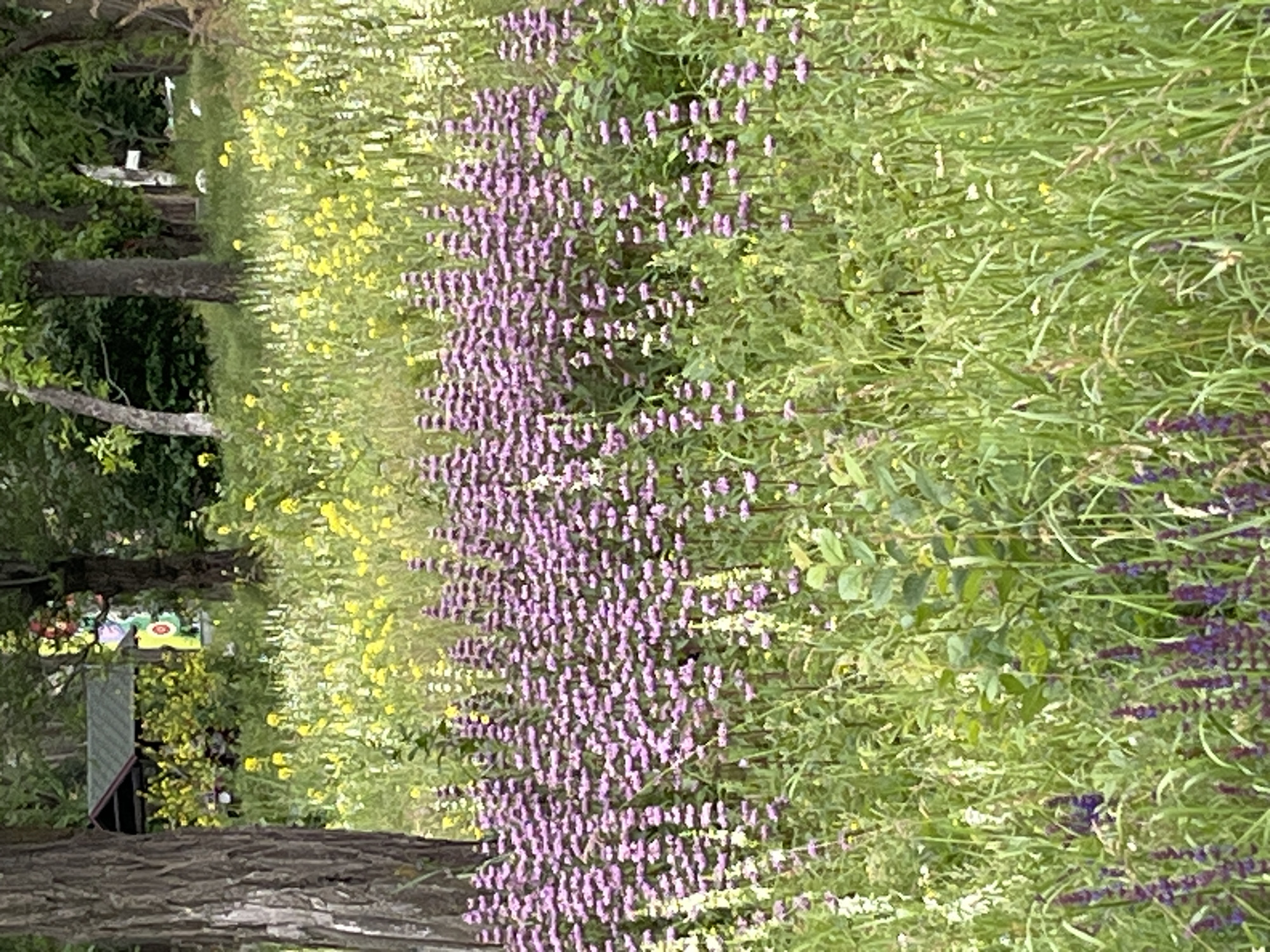 The image depicts a vibrant outdoor scene, likely a garden or park in Kryvyi Rih, Ukraine, captured during the daytime under clear weather. The setting is dominated by lush greenery and a variety of flowering plants.
In the midground, a prominent and extensive bed of small purple flowers, possibly lavender or salvia, stretches horizontally across the frame. To the left of this purple bed, a wide expanse of smaller yellow flowers blooms among green foliage, creating a bright contrast. On the right side, the ground is covered in dense green grass and leafy plants, with some scattered darker purple flowers visible towards the foreground.
On the far left, several tree trunks, including a large one in the bottom foreground, and their leafy canopies frame the scene. These trees suggest the edge of a wooded area or a shaded path. Extending into the distance between the trees and the flower beds appears to be an open grassy path or a cleared area.
In the upper left background, peeking through the trees, there are hints of human-made structures. A small building or shed with a dark roof and light-colored siding is visible. To its left, a colorful object, possibly a sign or decoration, adds a touch of brightness, though any specific text on it is indiscernible due to distance and blurriness. No people or specific activities are present, giving the scene a peaceful and natural ambiance.