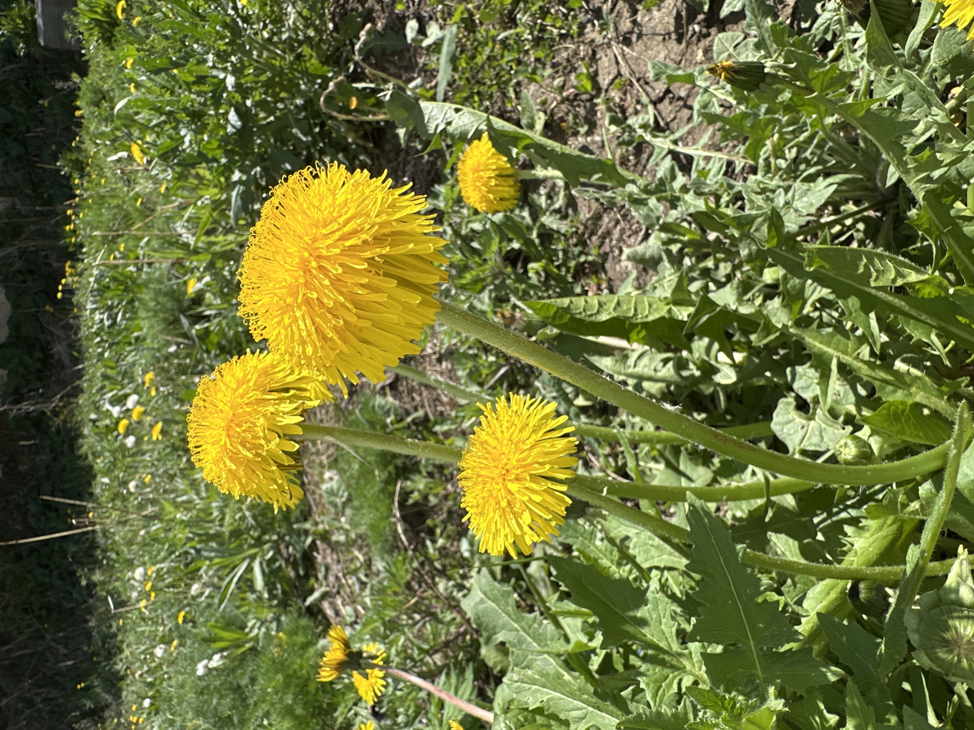 The image shows a cluster of dandelions in an area of grass and bare soil. There are at least four dandelions in bloom, with bright yellow flower heads. The plants are surrounded by green leaves, some of which are serrated. The location appears to be an outdoor, possibly urban, environment.