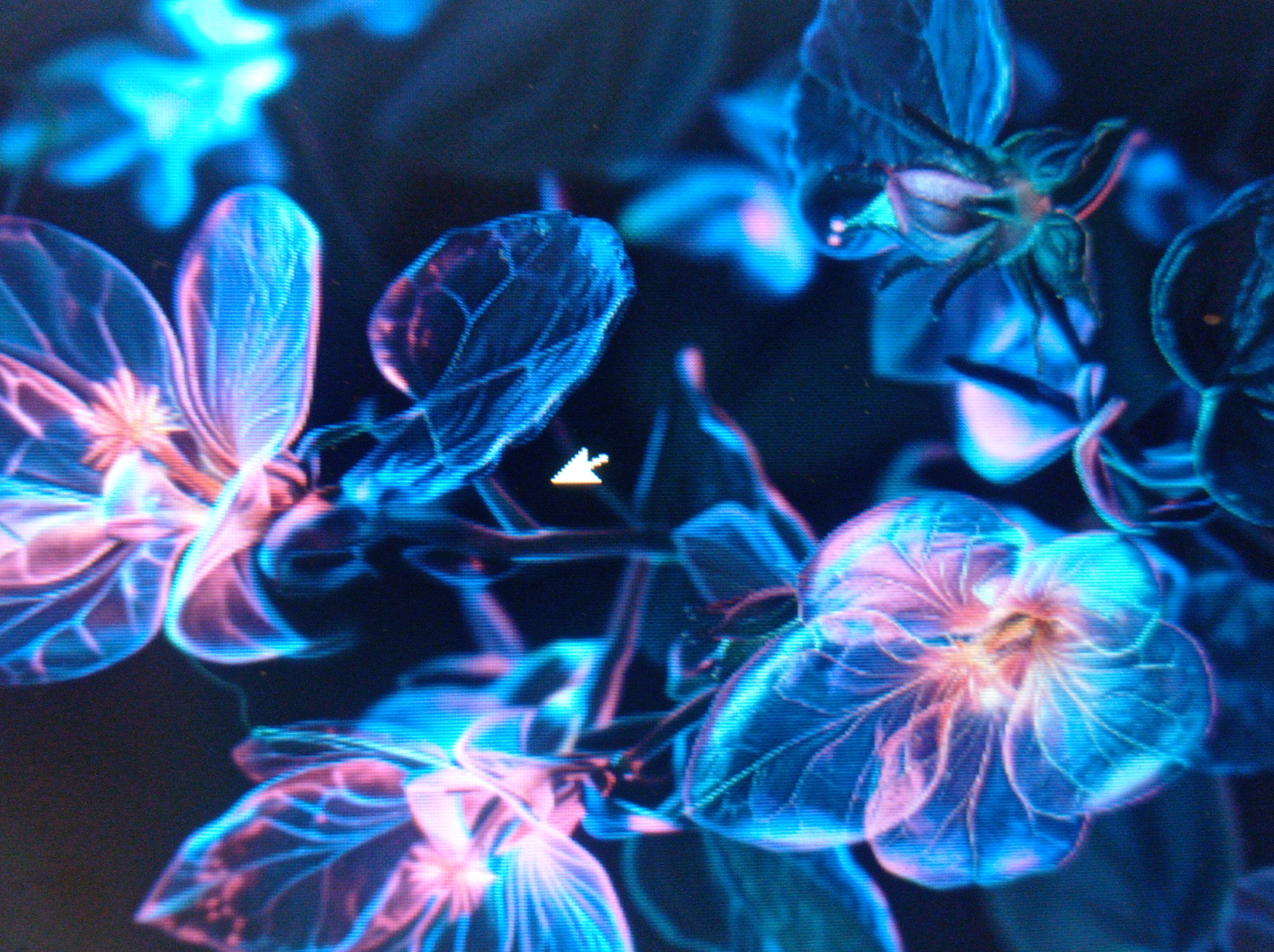 The image displays a close-up view of stylized, translucent floral elements illuminated with vibrant neon blues and pinks. The flowers and leaves have a delicate, ethereal appearance, with visible vein-like structures. The background is dark and indistinct, with blurred areas of bright blue light suggesting further abstract forms or distant elements. A computer mouse cursor, shaped like an arrow, is visible on the right side of the image, indicating that this image is displayed on a screen. There is no discernible connection to the city of Mukachevo, Ukraine, as the image depicts an abstract or digital scene rather than a real-world location.