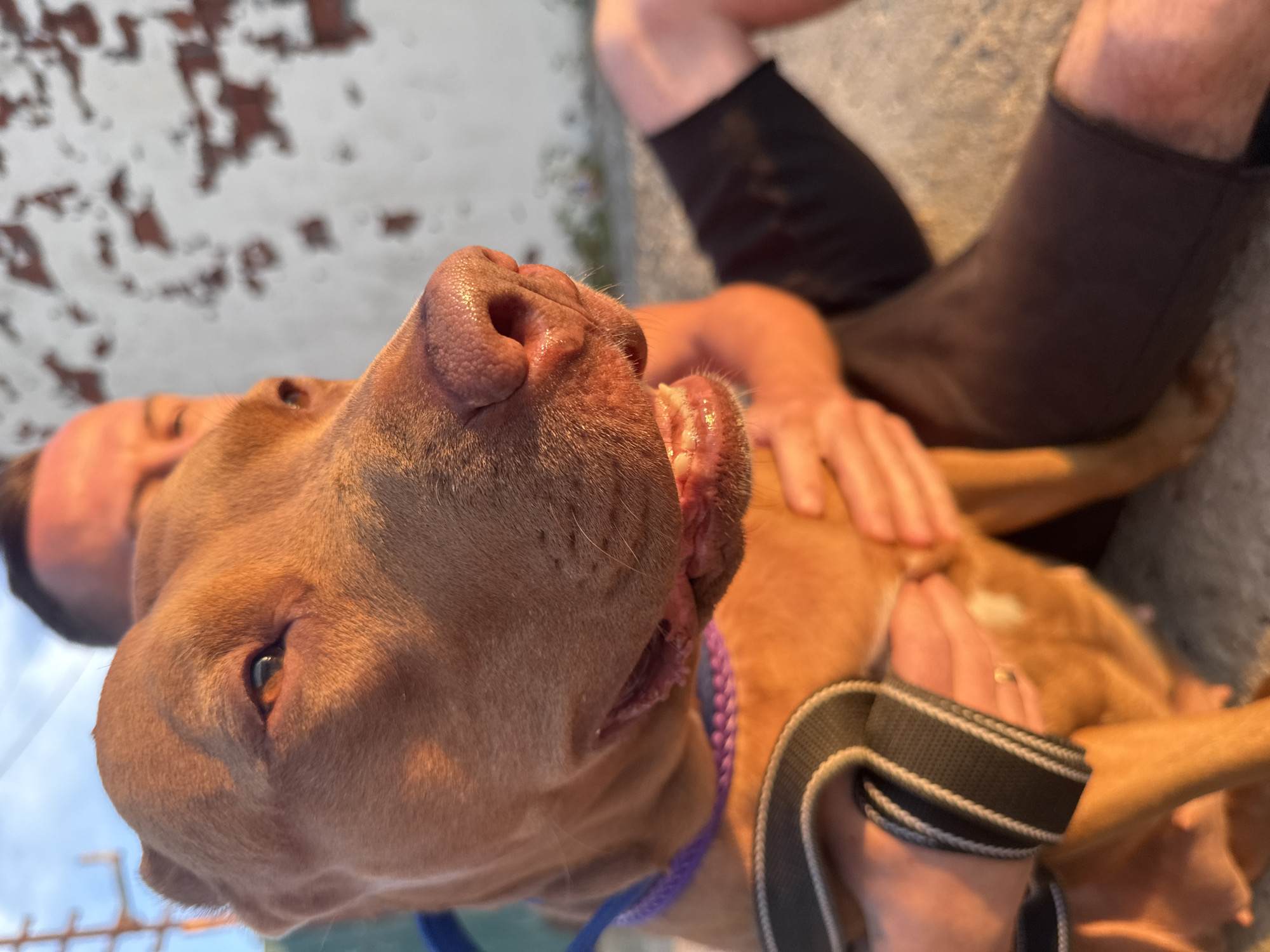 In an outdoor setting with a distressed white and red brick wall in the background, a medium-sized, reddish-brown dog, likely a Pitbull mix, is held by two individuals. The dog's face is close to the camera, with its mouth slightly open, revealing its teeth and pink gums. A purple leash is around its neck, and a black and gray strap is being held by one of the individuals. The lighting suggests it is either sunrise or sunset, casting a warm glow on the scene. The people are partially visible, with one person behind the dog and another to the right, appearing to be sitting. The ground is a rough, gray surface. The location is identified as Zatoka, Ukraine.