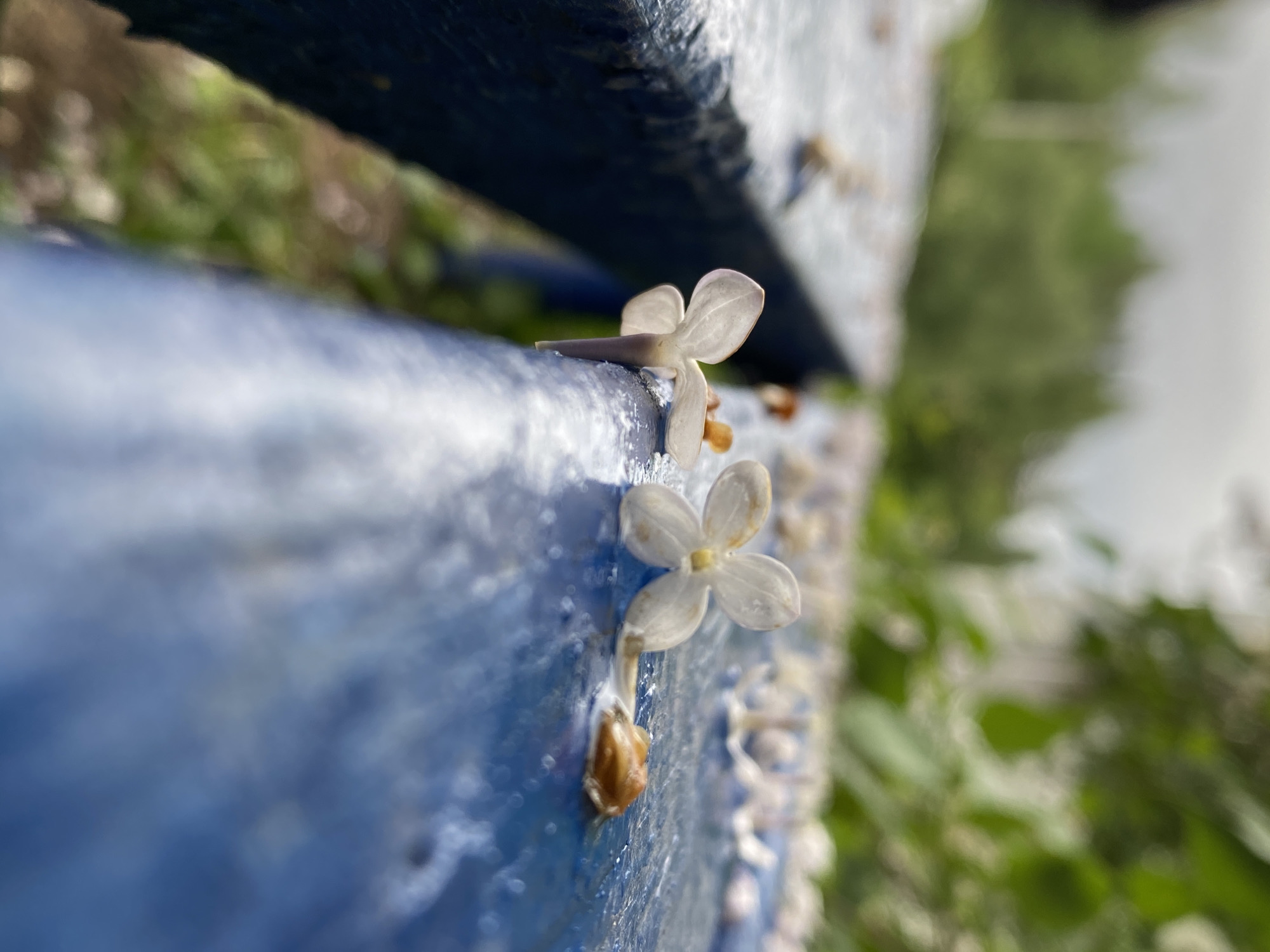 The image depicts two small, white, four-petaled flowers lying on a weathered blue surface, possibly painted wood. The background is blurred, suggesting foliage and a cloudy sky. Small, whitish debris or flakes are also visible on the blue surface. The location is specified as Chaikovsky, Russia, but no other information in the image helps establish this. No people, subjects, actions or interactions are apparent.
