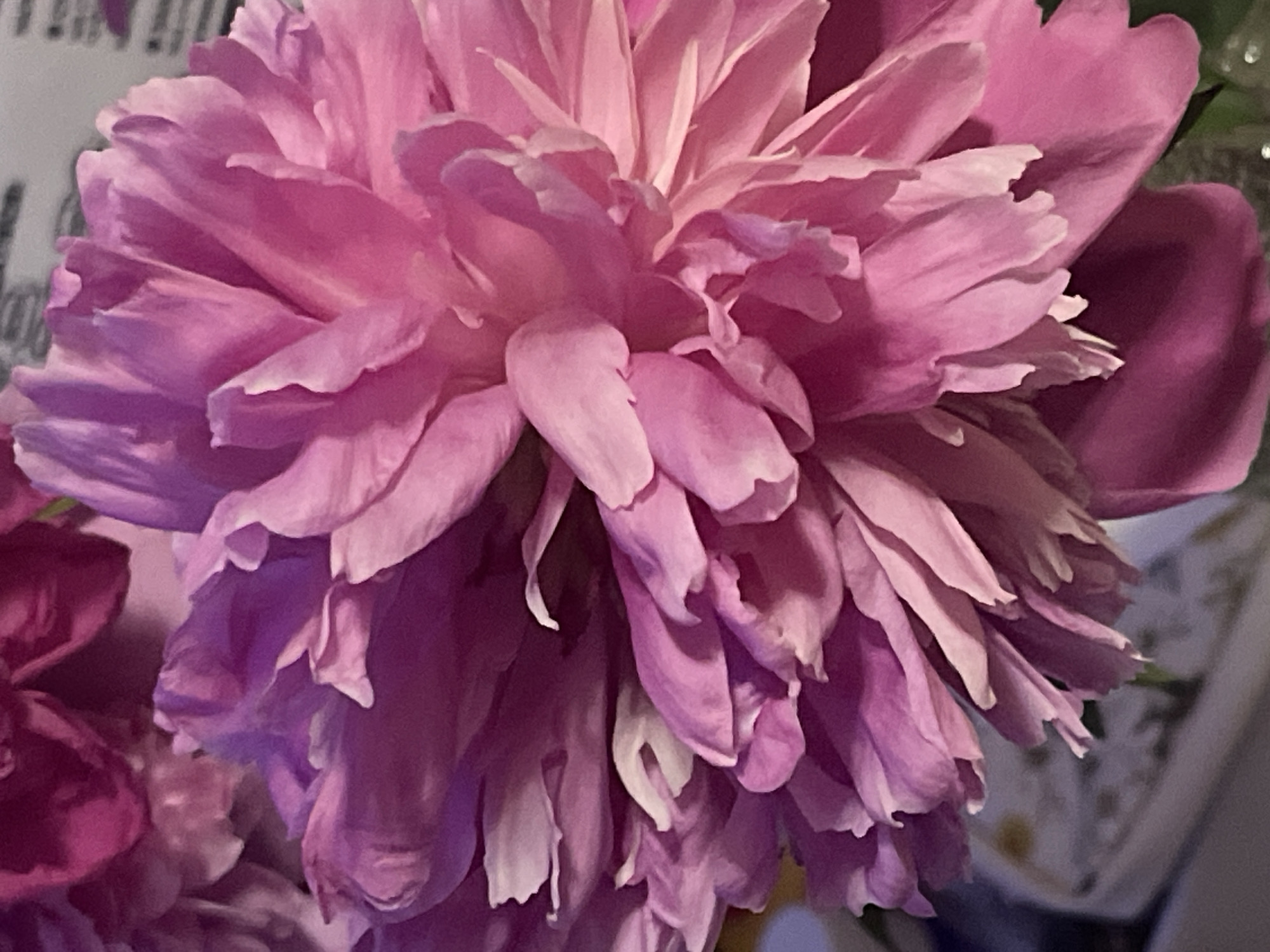 The image is a close-up, vertical shot of several vibrant pink peonies. The petals are layered and ruffled, creating a sense of fullness and depth. The lighting highlights the delicate texture of the petals, with some areas appearing lighter and almost translucent, while others are deeper shades of pink and magenta. There are hints of darker, purplish hues in the background, suggesting other flowers or shadows. The focus is entirely on the blooms, with no discernible background elements that could pinpoint a specific location, including the city of Minsk, Belarus.