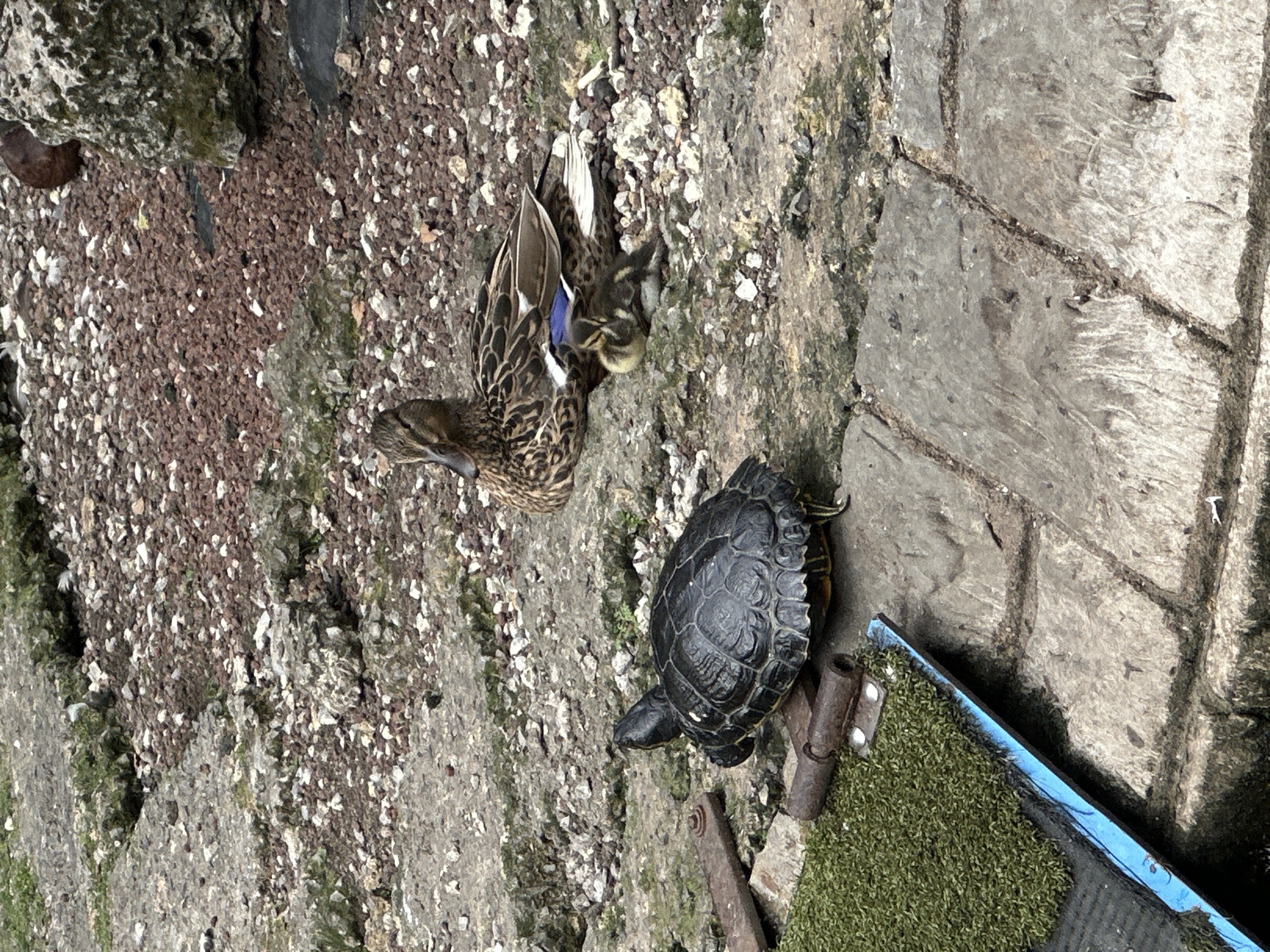 In Oviedo, Spain, on a textured surface composed of large grey stones interspersed with gravel and reddish-brown pebbles, a small, dark-shelled turtle with visible yellow markings on its neck is positioned in the foreground. The turtle faces towards the left. Behind the turtle, a mallard duck is resting, with a newly hatched duckling nestled beside it. The duckling is mottled brown and yellow. The environment appears to be an outdoor area, possibly near a body of water, with a ramp-like structure covered in green artificial turf and a blue edge situated in the lower left quadrant of the image. The background consists of more gravel and large, rough-textured rocks, with some sparse green vegetation visible. The overall lighting suggests an overcast or diffused daylight.