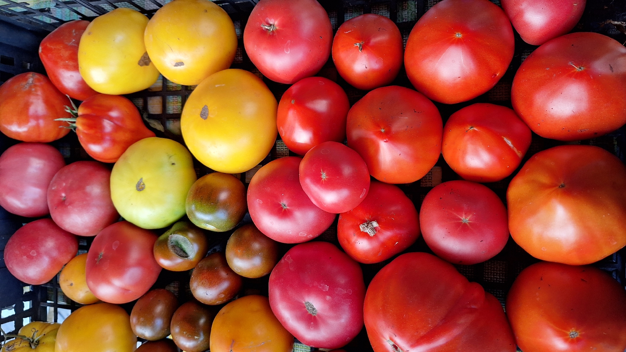 A close-up, top-down view shows a dark-colored plastic crate filled with a variety of ripe tomatoes of different sizes, shapes, and colors. The tomatoes are predominantly red, with some variations in shade from deep crimson to bright scarlet. There are also several yellow tomatoes, some round and others more oblong. A few tomatoes have a darker, almost brownish hue, and one or two appear to be a deep green or a mix of green and red, possibly unripe or a different variety. The tomatoes are tightly packed, with some overlapping. The crate appears to be sitting on a textured surface, possibly a table or the ground, with a faint checkered pattern visible beneath the tomatoes. The lighting is natural, highlighting the glossy skins of the tomatoes. The scene is consistent with a harvest or a market display in Novi Bezradychi, Ukraine, a rural settlement known for its agricultural production.