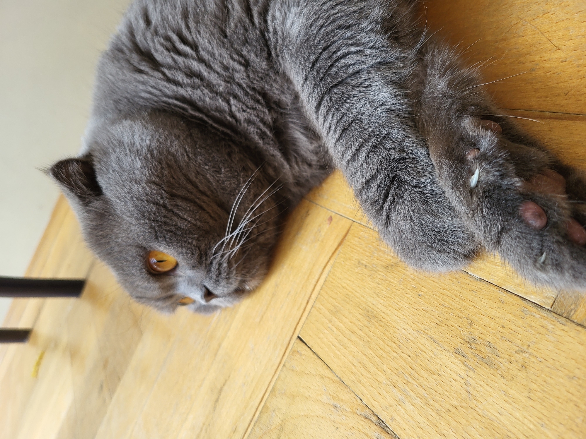 A British Shorthair cat with gray fur and orange eyes lies on a wooden floor. Its body is mostly out of frame, with only its head and a paw visible. The cat appears to be relaxed, with its head turned to the left. The wooden floor is light brown and has a visible grain. In the background, two dark vertical objects, possibly chair legs, are visible. The image is taken from a slightly high angle, looking down at the cat.