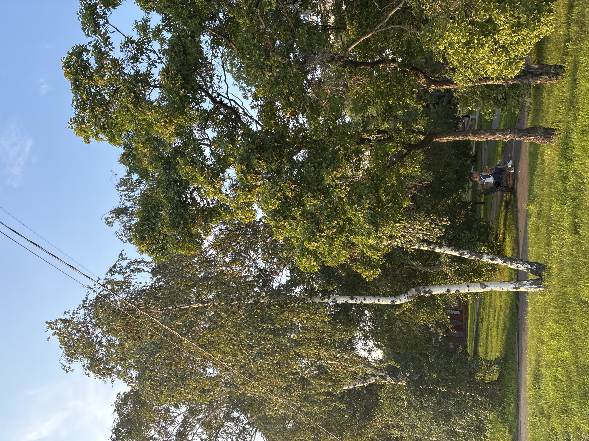 This is a vertical, eye-level, full shot of a park in Irkutsk, Russia. In the foreground, a path curves from the lower left to the middle right. The path is bordered by bright green grass, which is illuminated by the low-angle sunlight. In the middle ground, two birch trees with white, peeling bark stand in the grass. Behind them, a group of people are sitting on a park bench, facing left. They are surrounded by lush green trees and foliage. In the background, a red building with white trim is visible through the trees. The sky is a clear blue with a few wispy clouds. The scene evokes a sense of peace and tranquility.