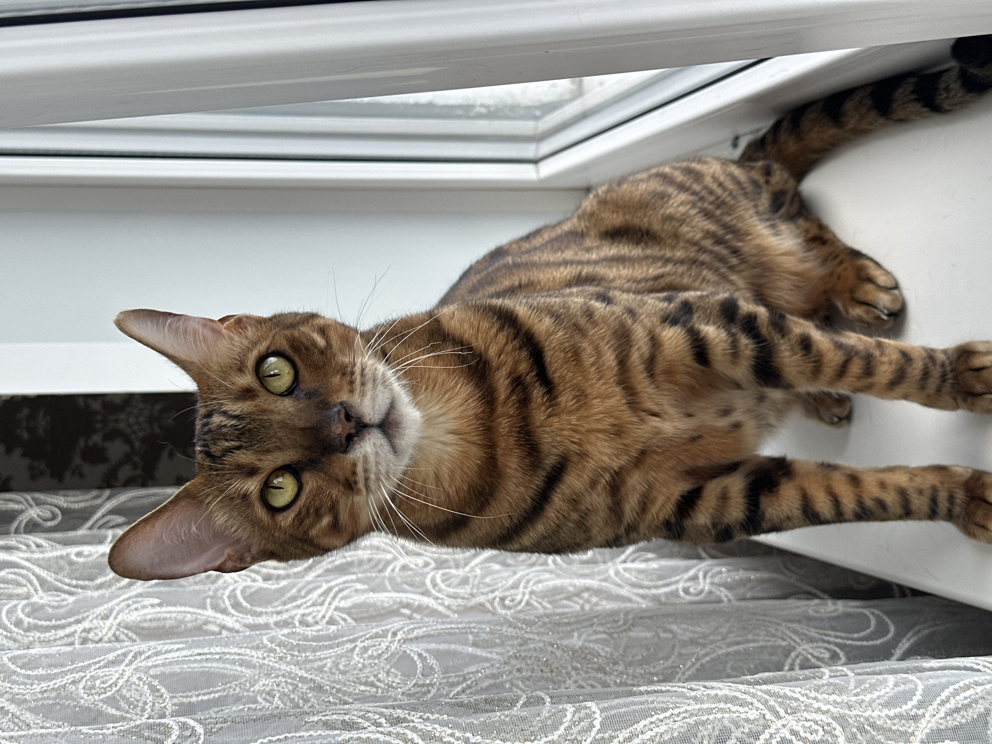 A Bengal cat with golden eyes and brown tabby markings sits on a white windowsill. The cat is facing the camera, looking directly at the viewer. To the left of the cat is a sheer white lace curtain with a floral pattern. To the right is a white window frame. The background behind the curtain is dark and indistinct, possibly a wall with wallpaper. The environment appears to be indoors, likely in a residential setting in the city of Gornyi Erik, Russia.
