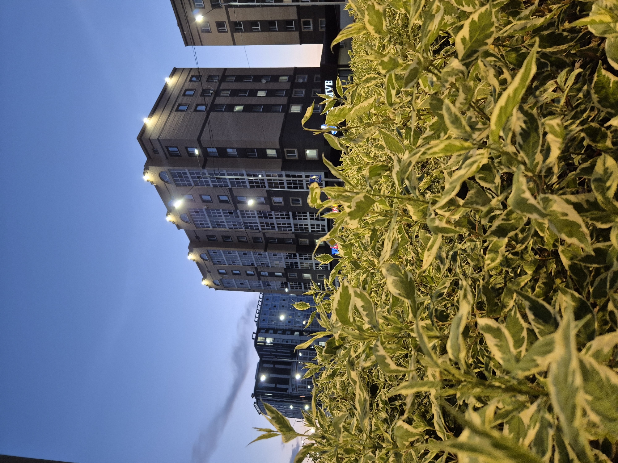 The image captures a twilight scene in Kokshetau, Kazakhstan, with modern apartment buildings illuminated against a clear, darkening blue sky. In the foreground, a dense bed of variegated foliage, with leaves edged in white and green, fills the lower half of the frame. The plants are lit from below, casting a warm glow upwards. Behind the foliage, several multi-story apartment buildings are visible. The building on the right is constructed of light-colored brick with dark accents and features numerous windows. The central building is taller, with a brick facade and large, arched windows on its upper floors, also illuminated. Another building, appearing darker and more modern with reflective windows, is visible further in the background. Streetlights are on, casting light on the buildings and surrounding areas. A sign reading "IVE" is partially visible on the lower level of the central building. The overall impression is of a residential area at dusk, with the artificial lights of the buildings and streetlights contrasting with the fading natural light.