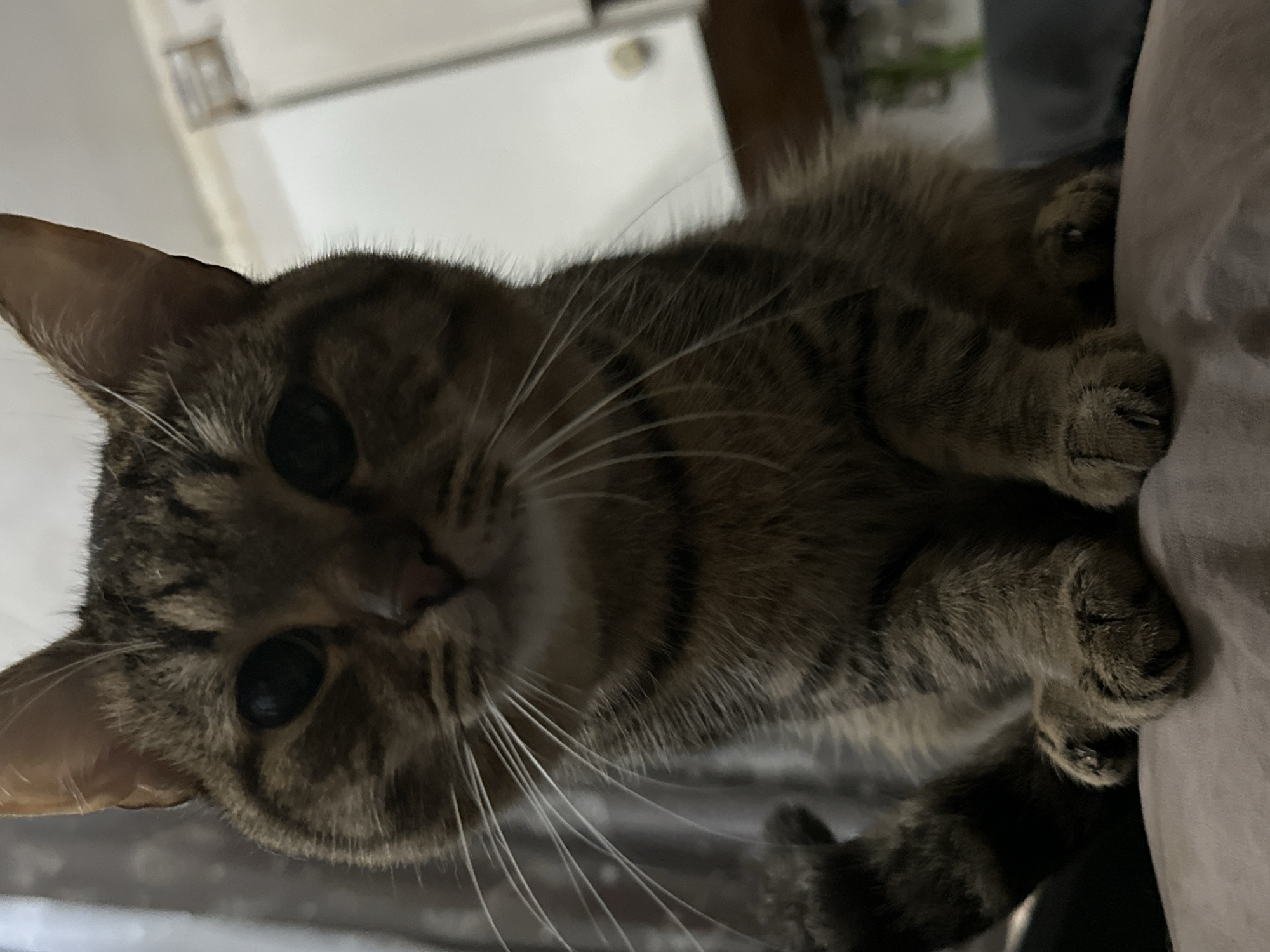 A close-up, low-angle shot captures a tabby cat's face and front paws. The cat, with its characteristic striped fur, is the central subject. Its large, dark eyes stare directly at the camera, and its long white whiskers extend outwards. The cat is positioned on a textured, light-colored surface, possibly a cushion or blanket. In the background, a blurry curtain and a white cabinet are visible, suggesting an indoor domestic setting. There is no indication of location within Moscow, Russia.