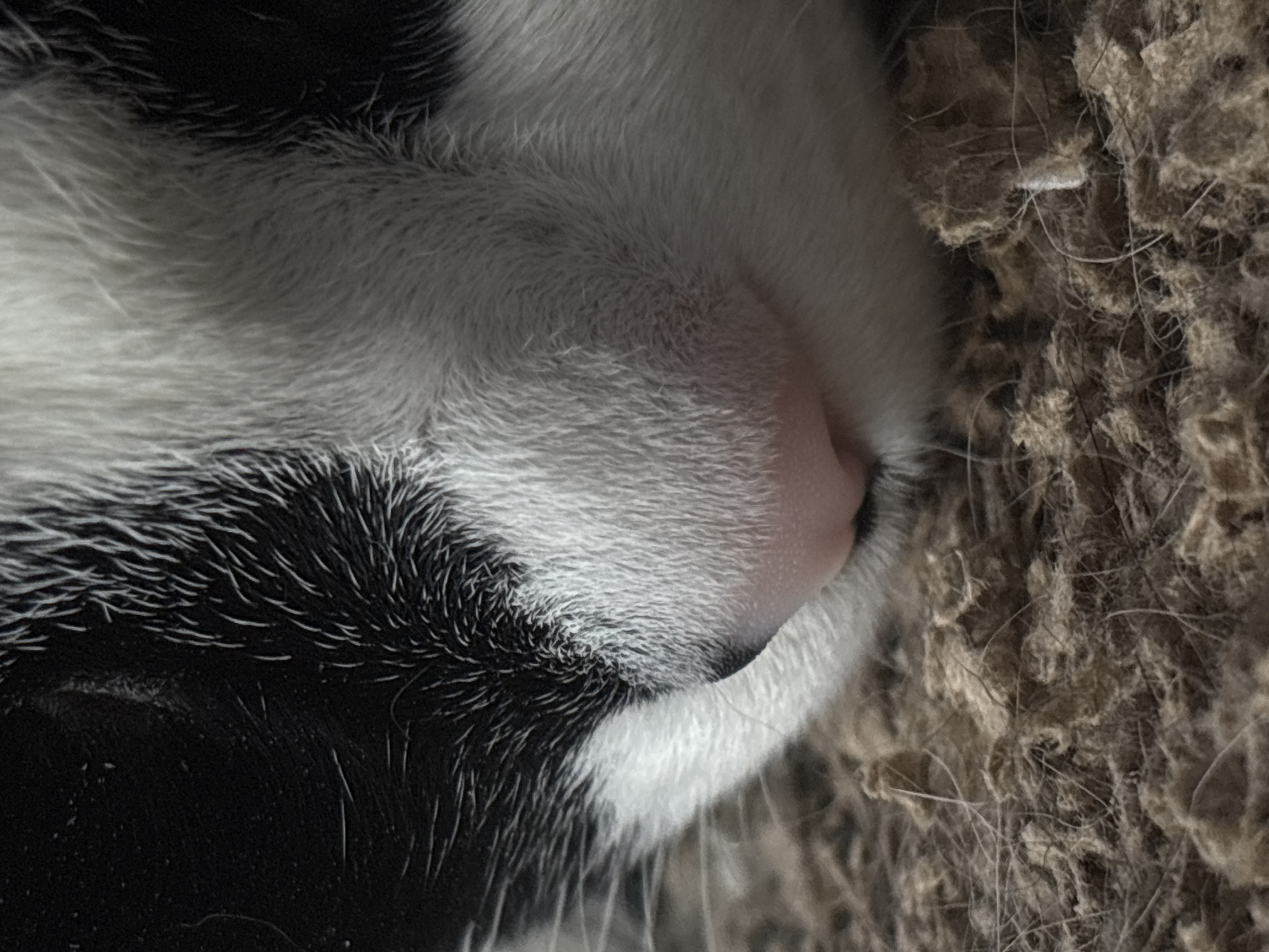 The image is a close-up, eye-level, outdoor photograph of a black and white cat's nose and fur. The cat is resting on a textured, brown surface that appears to be a carpet or rug. The lighting is soft, and the focus is sharp on the cat's features, with a slightly blurred background. There is no indication of the cat's location within the city of Saint Petersburg, Russia, or any specific environmental context beyond its immediate resting surface.