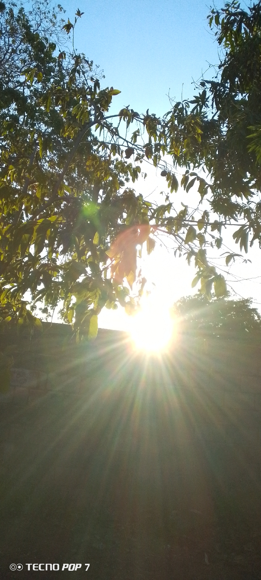 The image, taken with a Tecno Pop 7, shows a bright, sunlit scene. The sun's rays burst through the leaves of a tree that arches across the top of the frame, partially obscuring the light. Below the tree, the ground is dark and shaded, suggesting a yard or open space. In the distance, beyond a short wall or ledge, more trees are visible. The sky is a clear blue. The location is Altagracia, Venezuela.