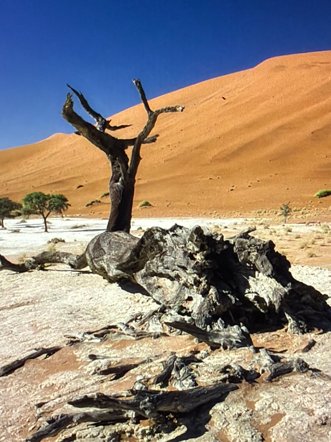 The image depicts a desert landscape under a clear blue sky. In the foreground, a large, gnarled, dead tree trunk lies on the sandy ground, with its weathered branches scattered around it. Behind the fallen trunk, a solitary dead tree stands upright, its skeletal branches reaching towards the sky. In the background, a vast, undulating sand dune rises, its orange surface contrasting with the arid terrain. A few small, sparse green bushes dot the sandy plain. The scene is one of arid desolation and natural decay, with the striking silhouette of the dead trees against the backdrop of the immense sand dune. The location is not in Kafr Yasif, Israel, but rather in a desert environment.