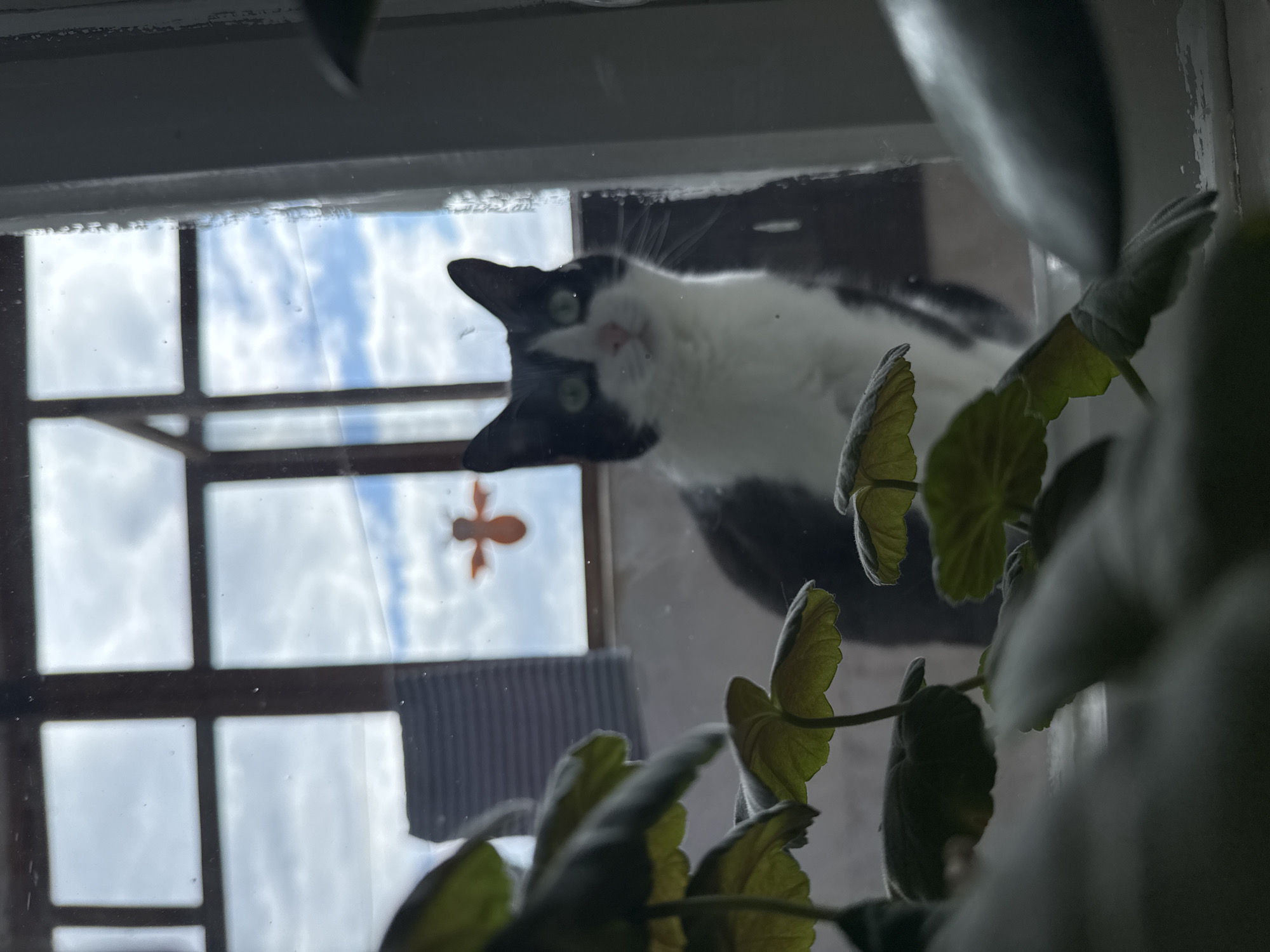 A curious black and white cat is captured in a unique perspective, looking down through a glass window. The camera is positioned indoors, looking upwards at the cat through the transparent pane. The cat's face, with its green eyes and pink nose, is the central focus, framed by its white chest and black fur. Its whiskers are subtly visible against the glass.
In the foreground, out-of-focus green plants with scalloped leaves partially obscure the view from the bottom right and left. Through the window, a bright, cloudy sky dominates the background, segmented by dark window frames. A small, distinct orange, cross-shaped object, possibly a sticker, is affixed to one of the upper window panes. Outside the window, a dark, ribbed object resembling a radiator is partially visible in the middle left.
The scene is set during the daytime under cloudy skies, providing soft, diffused light. The window frame itself shows some signs of wear or age. The cat's expression conveys alertness and curiosity. There is no visible text in the image. This scene takes place in Chaikovsky, Russia.