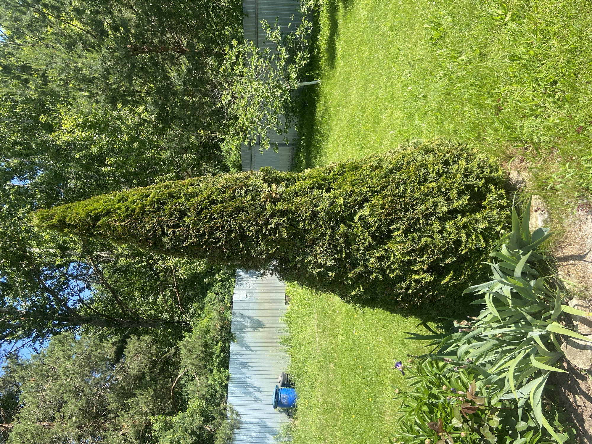 The image shows a conical evergreen tree in a backyard. The tree is tall and dense, with dark green foliage. It is planted in front of a light blue metal fence. To the left of the tree, there are some plants with long, green leaves, and a few buds. In the background, there are more trees and bushes. The grass in the yard is green and well-maintained. The sky is blue and clear. The location is a residential backyard in Kazan, Russia.