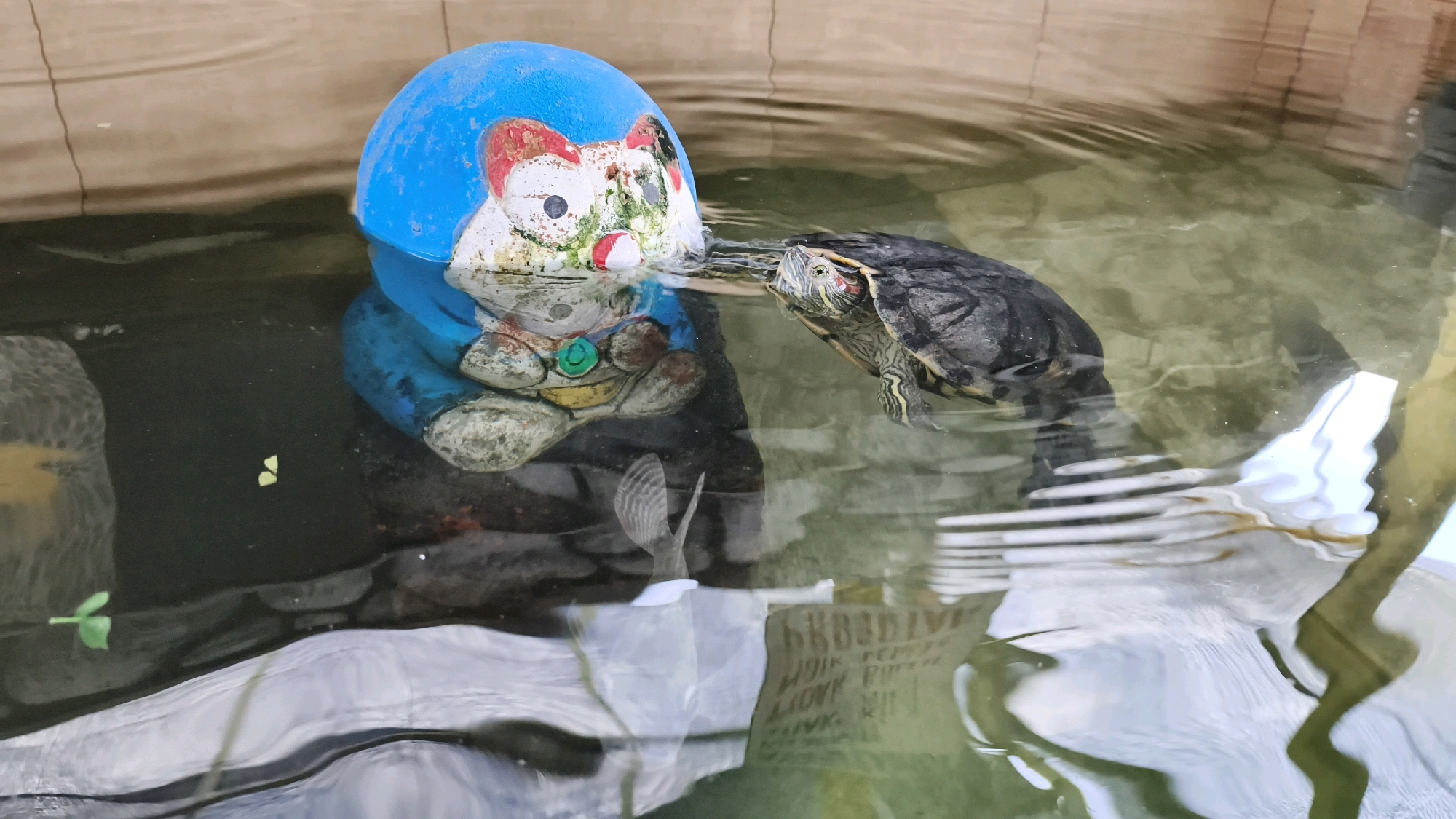 In a shallow, murky pond with a brown, textured wall in the background, a turtle is swimming. The turtle is dark-shelled with yellow stripes on its head and legs. It is facing towards a blue and white garden gnome that is partially submerged in the water. The gnome has a cartoonish face with red cheeks and a red nose. The water is rippling, and there are some small, green plants floating on the surface. The image was taken in Air Paoh, Indonesia.
