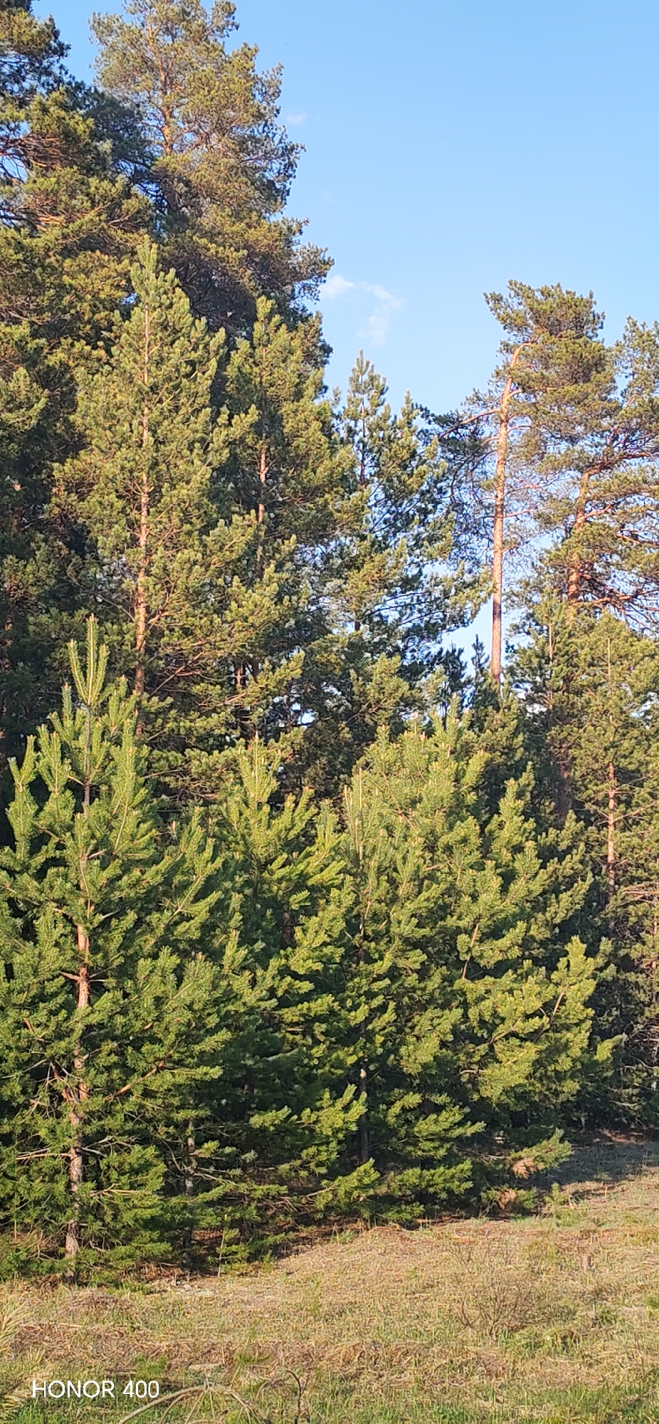 The image depicts a dense forest scene likely located in or near Noviy, Russia. Numerous pine trees of varying heights dominate the frame, their green needles and textured bark clearly visible. The sky is a pale blue, visible through gaps in the tree canopy. The foreground shows a grassy area with dried vegetation. The lighting suggests late afternoon or early morning. The lower left corner of the image includes a "HONOR 400" watermark, indicating the device used to capture the photograph.