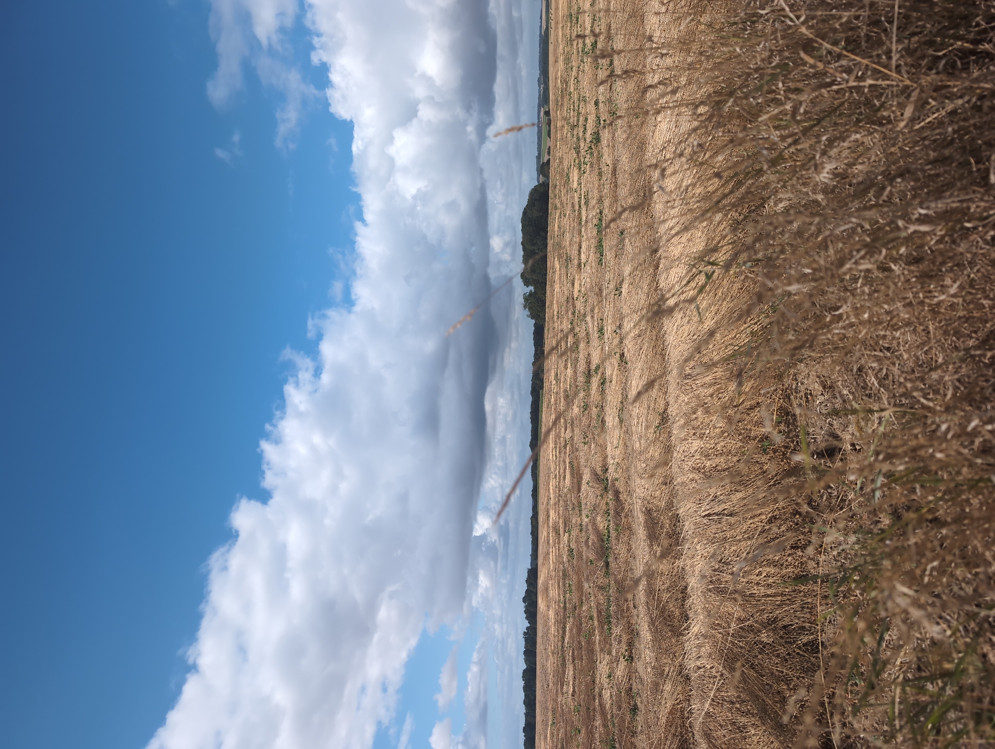 A wide shot shows a harvested field under a blue sky with white and gray clouds. The field is mostly covered in stubble, with some green regrowth visible in patches. In the background, a line of trees forms a dark green horizon. The foreground is dominated by dry grass. The scene is located in the commune of Cavron-Saint-Martin, France.