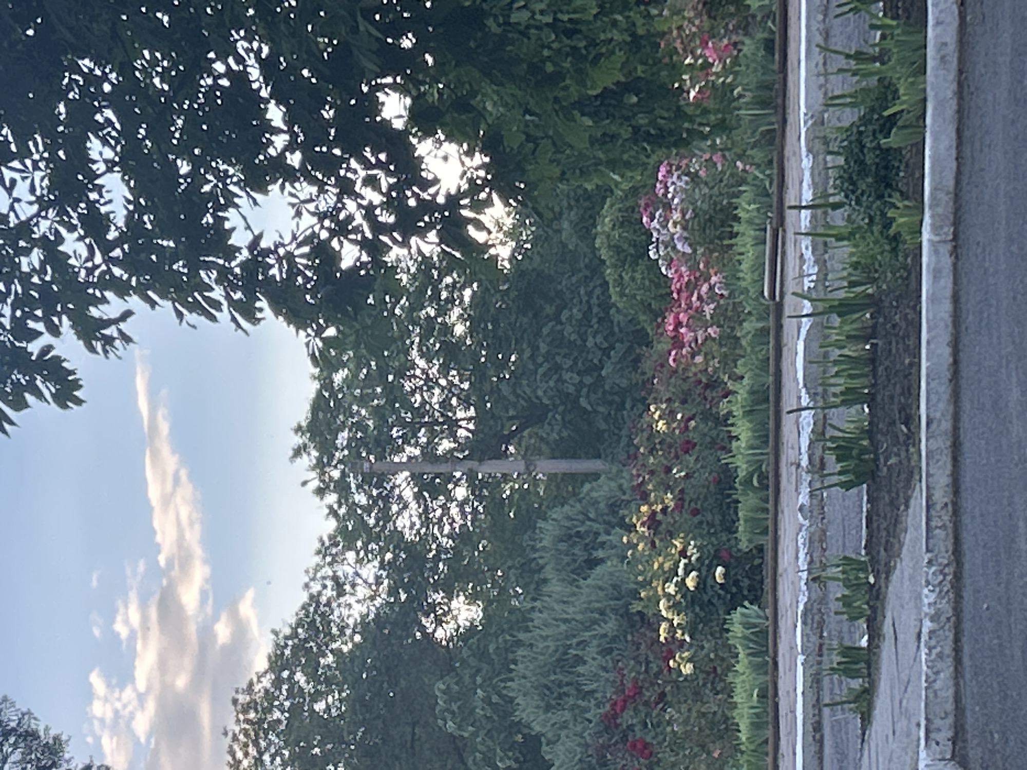 The image depicts a serene natural scene, likely a park or garden, in Ivanivka, Ukraine. In the foreground, a paved area with concrete borders is visible, with small green plants emerging from the soil. Beyond this, a vibrant flowerbed bursts with a colorful array of roses in shades of red, yellow, pink, and white. The flowers are densely planted and form a lush, layered display. Behind the flowers, a variety of green foliage is present, including tall evergreen shrubs and deciduous trees that create a dense backdrop. The middle ground is punctuated by a solitary utility pole. The sky above is a soft blue, adorned with wispy white clouds, suggesting fair weather. The overall impression is one of a well-maintained, natural landscape bathed in the gentle light of a possibly early morning or late afternoon sun.