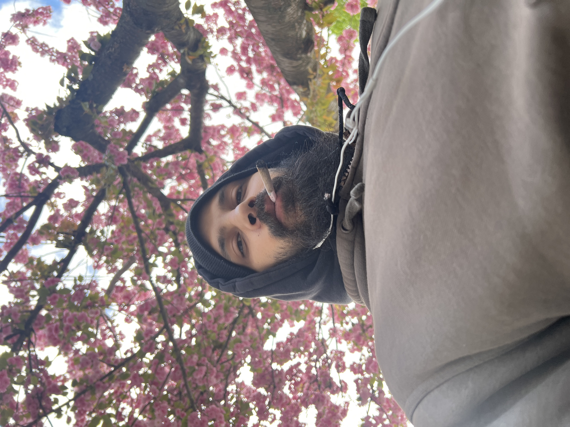 The image is a low-angle, sideways-oriented close-up selfie of a man with a dark beard and hair, looking directly at the camera. He is wearing a dark hooded sweatshirt, with the hood up, and has a lit, hand-rolled cigarette (joint) held between his lips.
The background is dominated by the branches of a tree covered in abundant pink blossoms, likely cherry blossoms, suggesting the season is spring or early summer. Bright daylight streams through the leaves and flowers, indicating a clear or partly cloudy sky. The angle of the shot looks up into the canopy of the tree, framing the man against the vibrant pink and white.
The man's expression is neutral and direct. The image conveys a casual outdoor moment. No specific emotions are strongly depicted. There are no other discernible people or objects besides the man, his clothing, and the natural elements. The setting appears to be an outdoor urban or park environment in the City of Newburgh, United States of America, during the daytime. There is no visible text in the image.