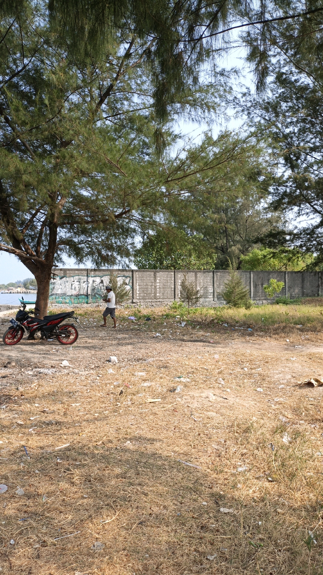 In Cikal, Indonesia, a man walks near a motorcycle parked under the shade of a large tree. He is wearing a white t-shirt and grey shorts. The motorcycle is red and black. Behind them, a concrete wall is covered in graffiti. The ground is covered in dry grass and scattered litter. In the distance, water is visible, suggesting the area is near the coast. The sky is clear and blue.