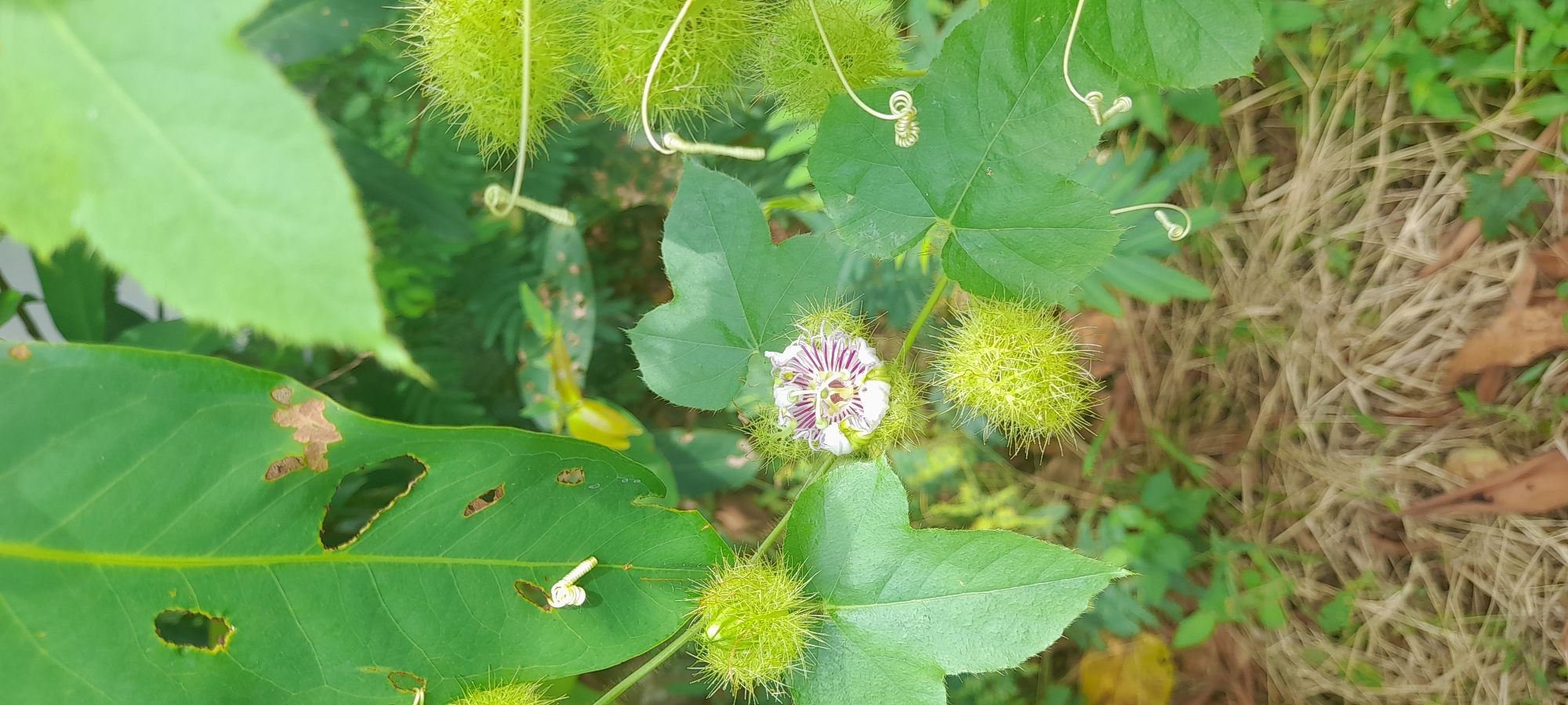 Observed from an indeterminate vantage point in Buketteukuh, Indonesia, is a cluster of Passiflora foetida plants. Several distinctive spiky, green, spherical fruits are present. One partially opened white flower with purple striations is visible. The plant’s tendrils and leaves are apparent, with some leaves exhibiting insect damage. The background consists of dry grass and indistinct foliage. No humans or animals are observed.