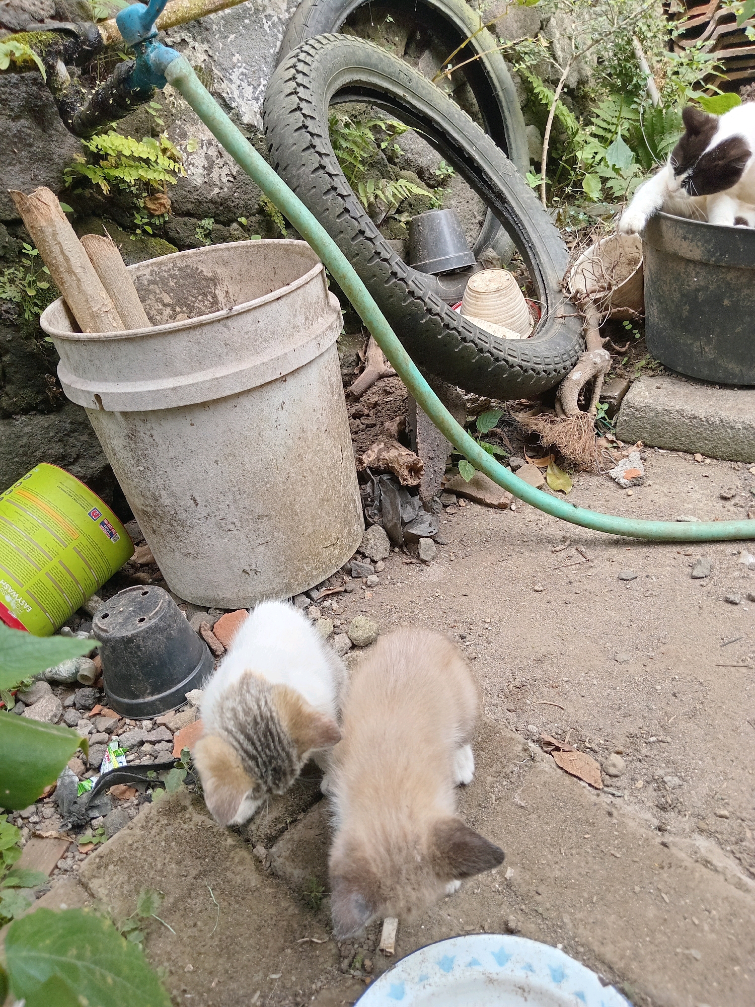 This image depicts an outdoor scene in Claket, Indonesia, likely a yard or alleyway, littered with various discarded items and natural debris. In the foreground, two kittens are positioned near a shallow dish, one a light brown color and the other a white and grey tabby. The tabby kitten is actively sniffing the ground. Behind the kittens, a large, weathered white bucket contains several pieces of wood. To the left of the bucket, a bright green can, possibly for cleaning products, lies on its side. A black planter pot sits in front of the bucket.
Dominating the background is a large, worn tire, possibly from a motorcycle, leaning against a stone wall. A turquoise faucet and a green hose snake across the scene, suggesting a water source is present. A black planter, partially obscured by the tire, contains a black and white cat that appears to be reaching into it. The ground is a mixture of dirt, gravel, and scattered leaves and twigs. Green foliage is visible throughout the scene, growing from the stone wall and encroaching on the ground. The overall impression is one of an unkempt, functional outdoor space.