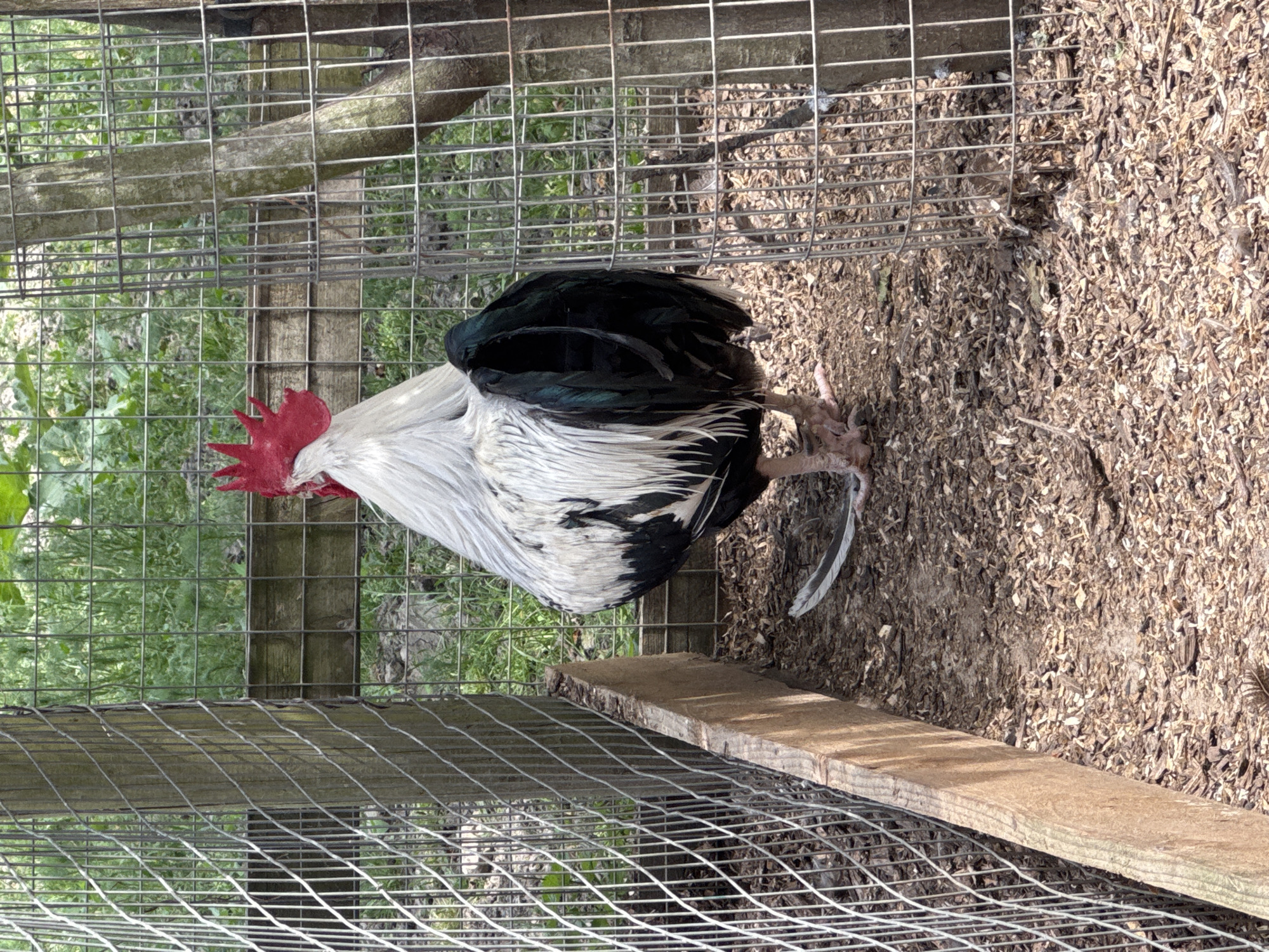 A rooster stands inside a wire cage on a bed of wood chips. The rooster has a red comb and wattle, white neck and chest feathers, and black feathers on its back and tail. A wooden board lies along the bottom of the cage. Green vegetation is visible outside the cage. The location is not identifiable as London, United Kingdom from the visual information provided.
