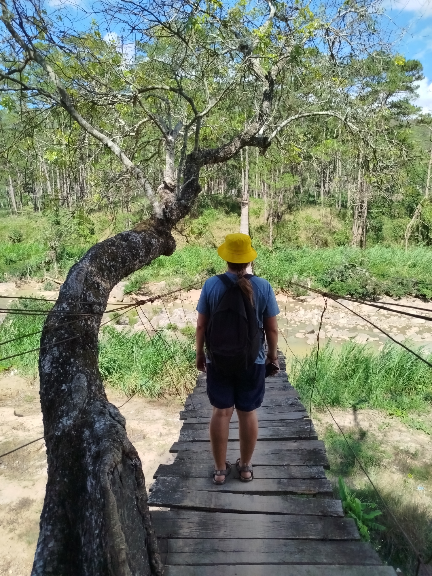 A person stands on a wooden suspension bridge in a forested area of Tuý Sơn, Vietnam. The individual is viewed from behind, wearing a yellow bucket hat, a light blue short-sleeved shirt, dark shorts, and sandals, with a black backpack. Their light-colored hair is pulled back, and a dark object is held in their right hand. The bridge consists of wooden planks forming the walkway, with multiple suspension cables running along both sides as railings. To the immediate left, a large, gnarled tree trunk with dark bark curves significantly upwards and to the right, integrating with the bridge structure; its branches extend overhead, bearing some green leaves. Below the bridge, a shallow, light-colored river flows over numerous rocks and sandy patches, bordered by tall green grass and vegetation. In the background, a dense forest of tall, slender trees is visible under a clear blue sky with sparse white clouds. Another segment of the wooden bridge is discernible in the distance, spanning further across the river.