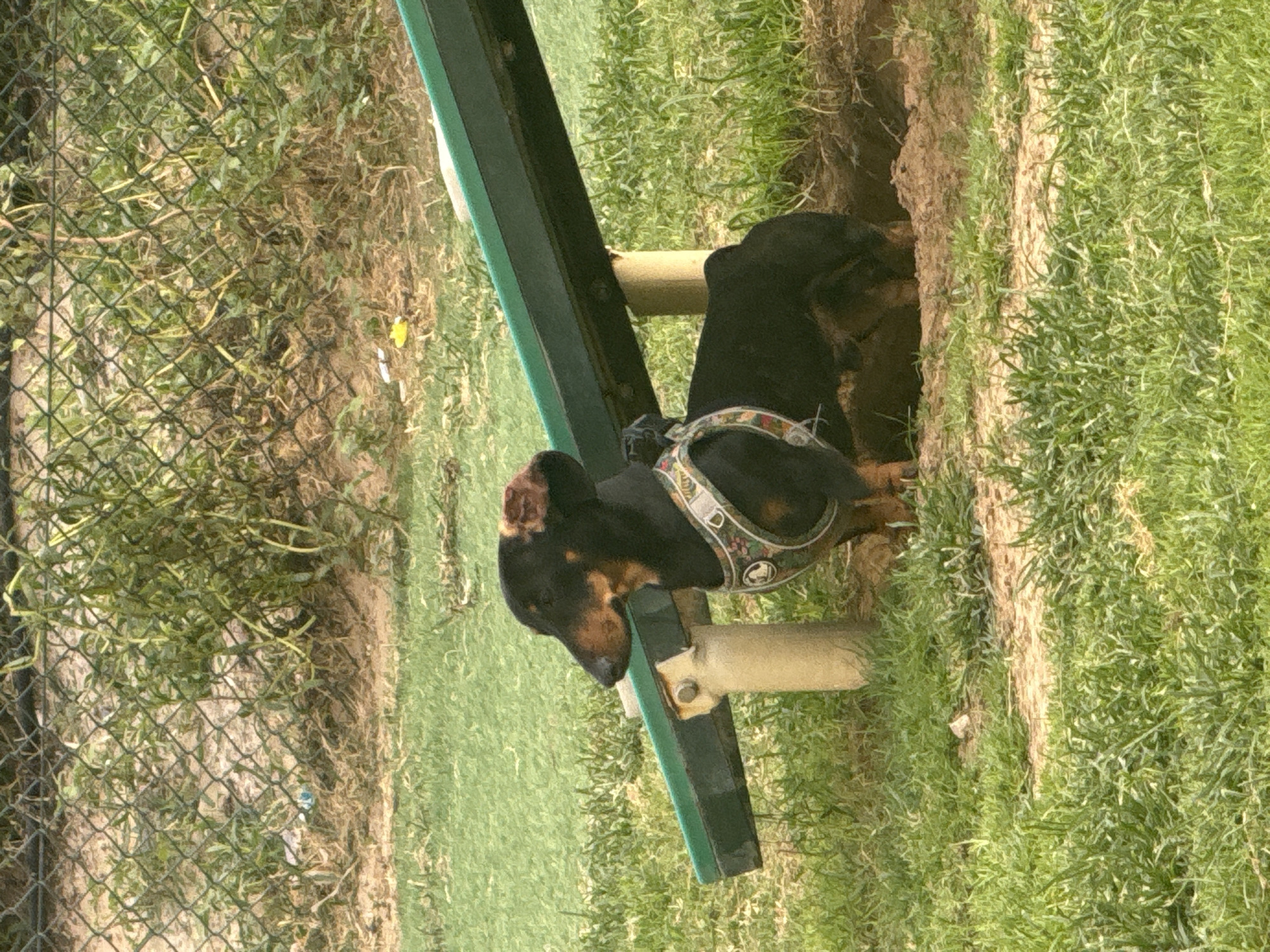 A black and brown dachshund wearing a decorative harness rests its head on a part of an agility course obstacle. The obstacle is painted green and is located in a grassy area. A sandy pit is near the dog. A chain-link fence is visible in the background. It is not possible to confirm that the image was taken in Dubai.