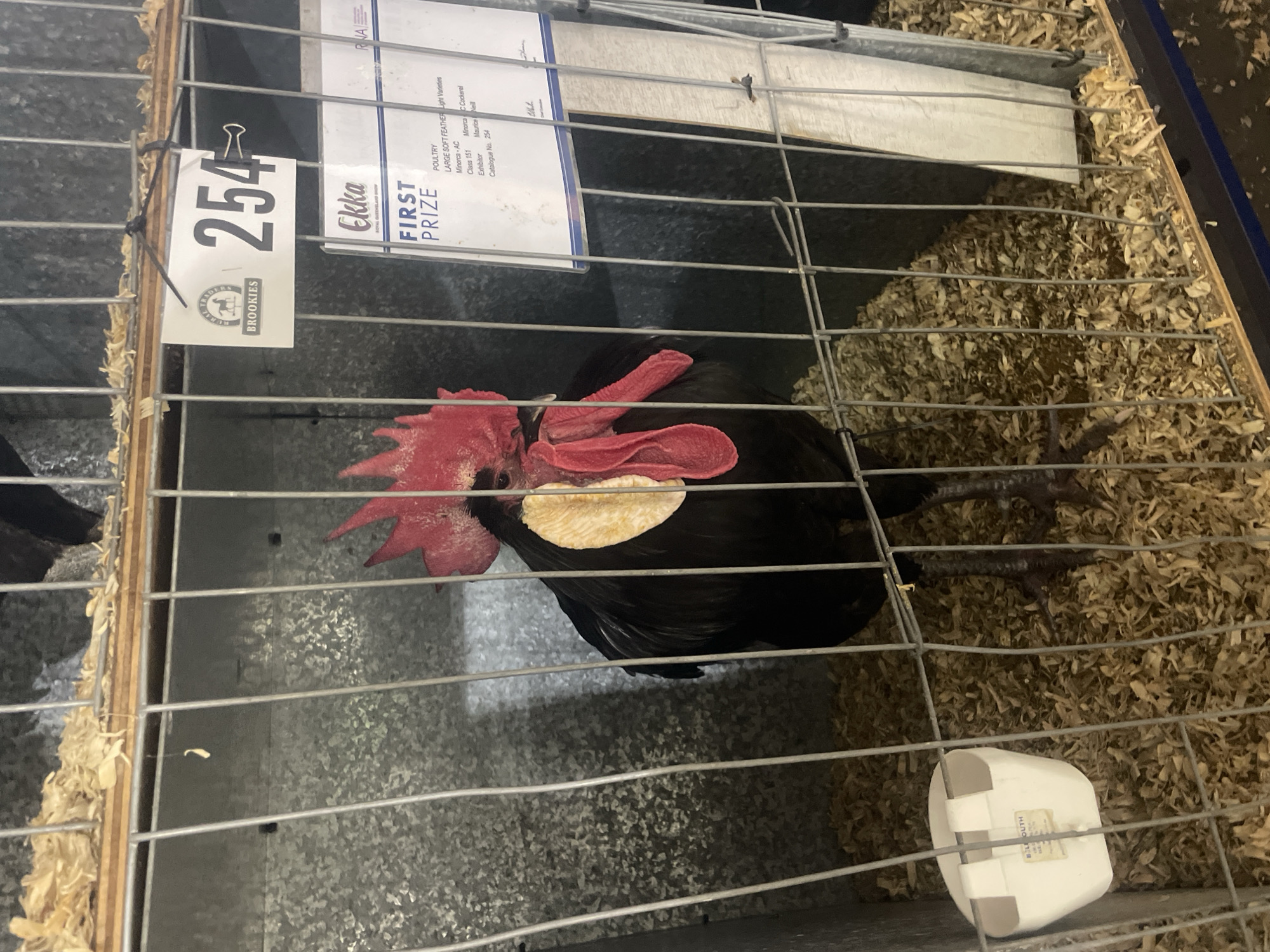 A black rooster is displayed in a wire cage at the Ekka agricultural show in Bowen Hills, Australia. The rooster has a prominent red comb and wattles, and a white patch on its neck. The cage is filled with wood shavings, and a white food or water dispenser is attached to the side. A "First Prize" ribbon and a sign with the number "254" are visible, indicating the rooster has won an award. The background is a corrugated metal wall and the cage structure.