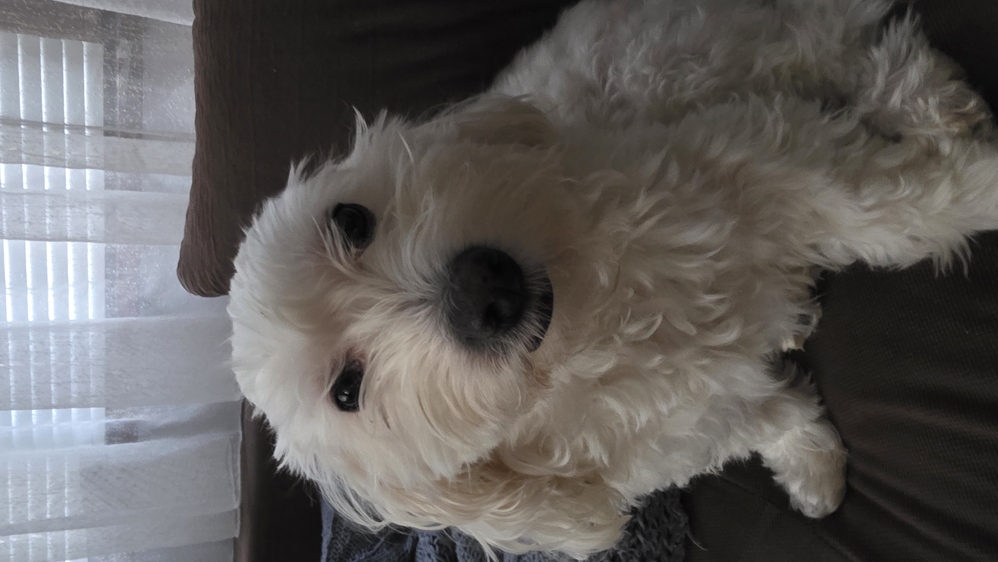 A fluffy white dog with a black nose and dark eyes is lying on a brown surface that appears to be a couch. The dog is positioned close to the camera, with its head slightly tilted. To the left, a window with white blinds is visible. There is no information available that definitively places the image in Blagoevgrad, Bulgaria, or provides context about people, subjects, interactions, or specific actions in the scene. The description is limited to the visual elements of the provided image.