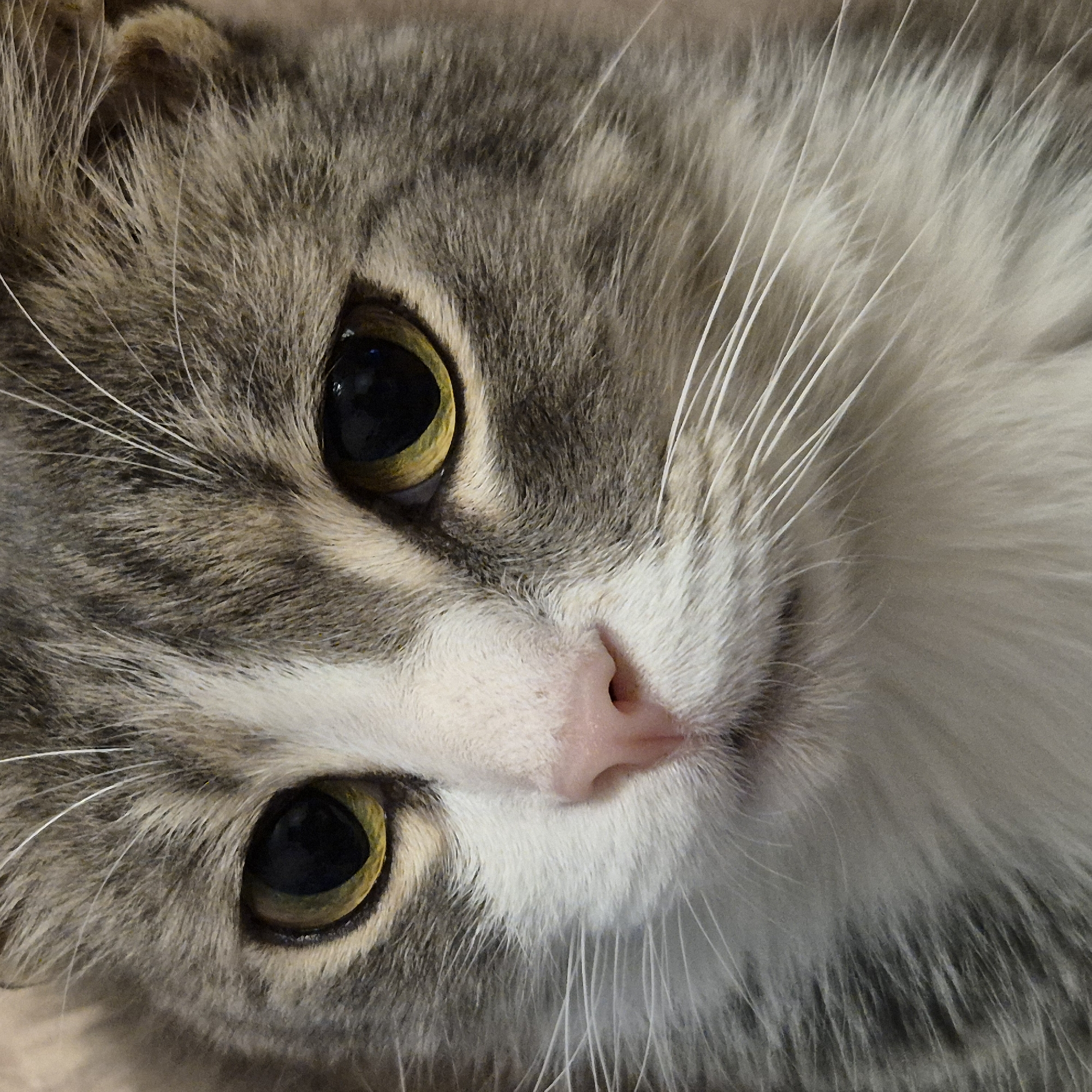 A close-up, head-on, eye-level, full-frame shot features the face of a domestic cat. The cat has grey and white tabby fur, with large, yellow-green eyes. Its pink nose is prominent in the center of the frame. The background is blurred and neutral, suggesting an indoor setting. There are no people, actions, or interactions visible in the image. The image is devoid of any specific landmarks or identifying features that would allow for its location to be determined in the city of Liski, Russia, or any other location.