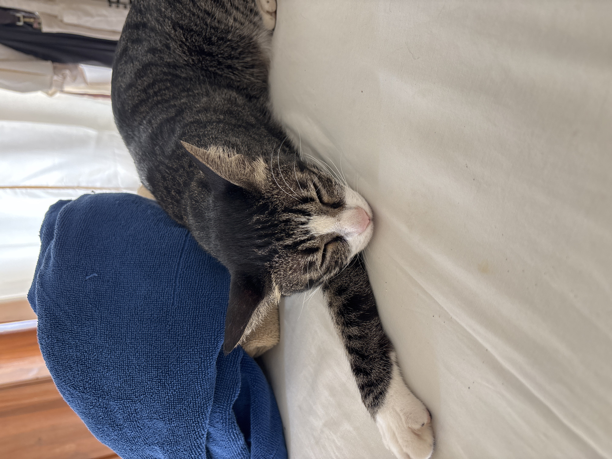 A tabby cat is lying asleep on a white sheet. Part of its body rests on a folded blue towel. The cat's right paw is extended. The location is not discernible from the image. The photo lacks any contextual details to pinpoint the specific location as Kuta Selatan, Indonesia.
