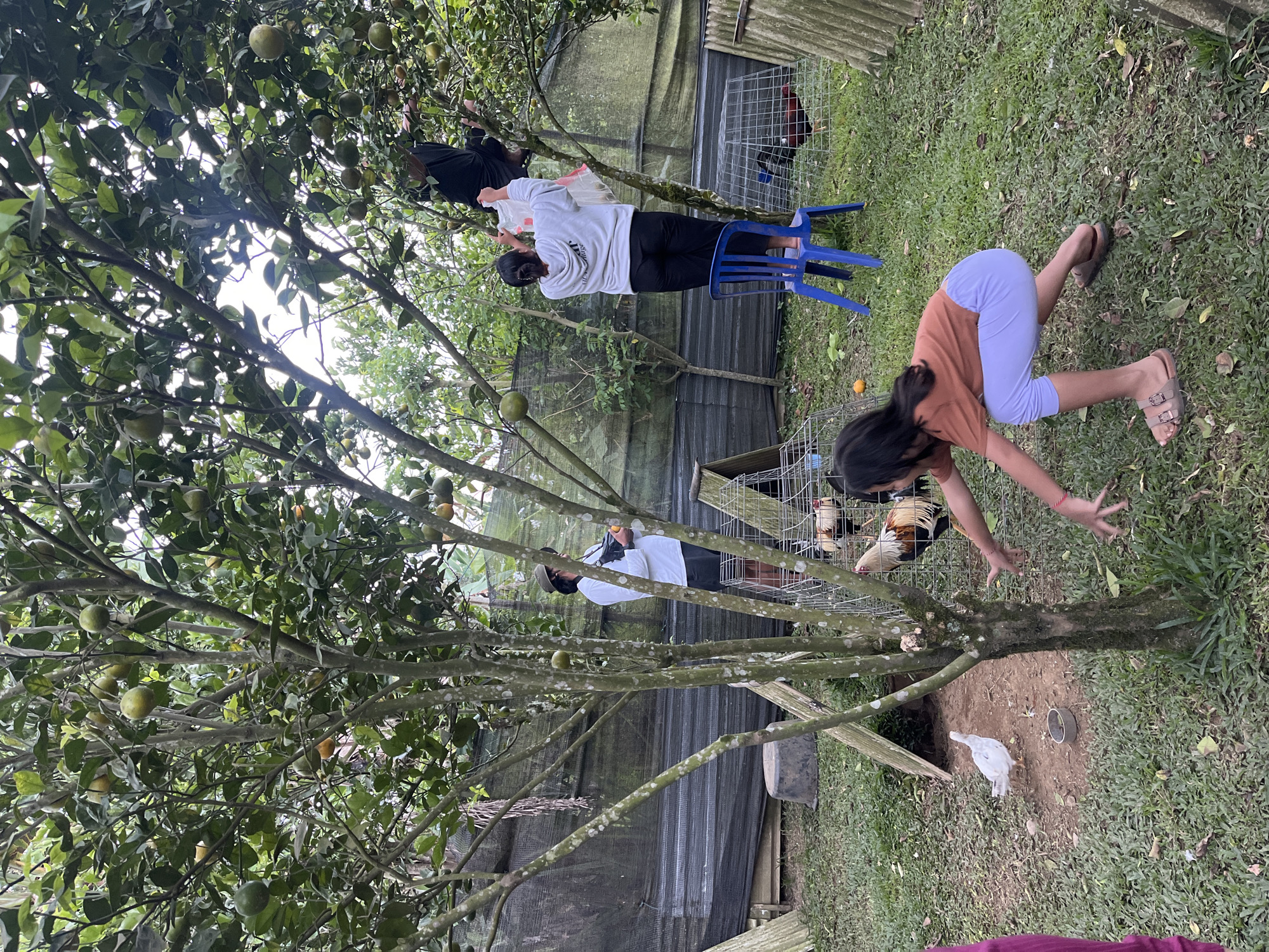 The media file shows an outdoor scene in what appears to be a rural setting in Petang, Indonesia. The foreground is dominated by a tree laden with green fruits, likely oranges. In the mid-ground and background, several people and animals are visible.
There are at least three people in the image. One person, wearing a white hooded sweatshirt and dark pants, is standing on a blue plastic chair next to the orange tree, seemingly reaching for the fruits. Another person, wearing a dark top and dark pants, is also in the tree, partially obscured by branches, and appears to be picking fruit. A third person, a young girl with dark hair, is on the ground on her hands and knees, reaching towards a chicken cage. She is wearing a brown t-shirt and white capri pants.
The scene also includes several chicken coops. One large cage contains at least two roosters. A white chick is visible on the ground near a small metal bowl. There is a wooden fence or structure in the background, and some black netting is also present, possibly to protect the trees or animals. The ground is covered in grass and some dirt.
The time of day appears to be daytime, with bright, overcast sky visible through the tree canopy. The overall mood seems relaxed, with people engaged in activities like fruit picking and interacting with the animals. The presence of the fruit tree and the chickens suggests a farm or a homestead environment. No visible text is present in the image.